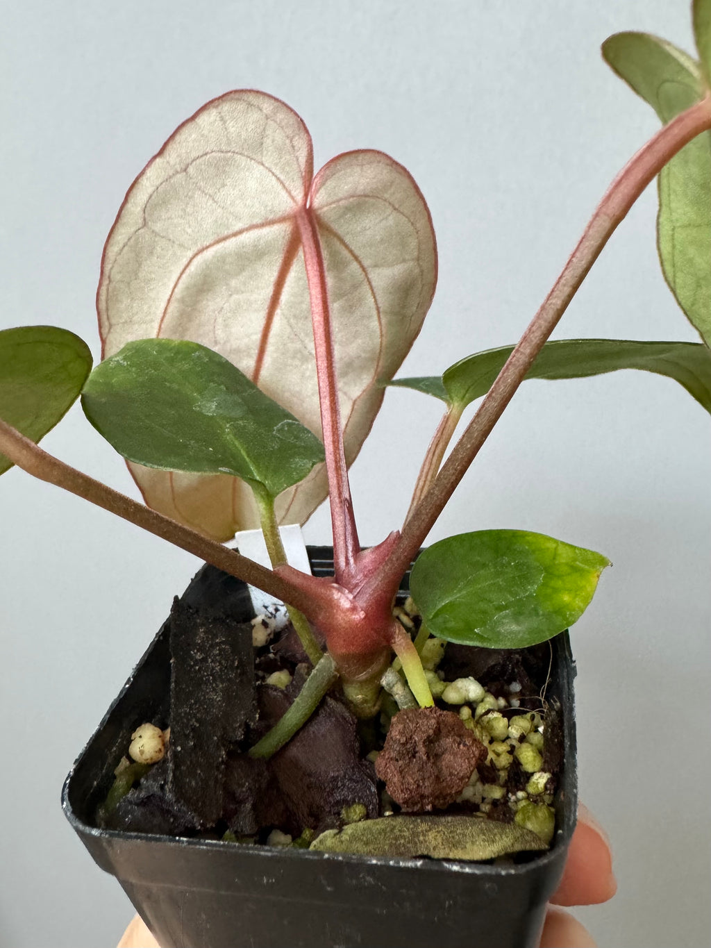 Anthurium (PapillilaminumX x (KOS x Silver Blush)) X (NSE Red Crystallinum x carlablackiae)