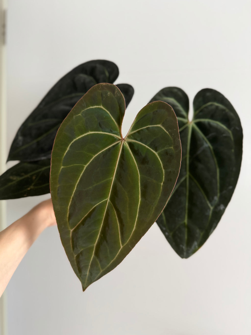 Anthurium (carlablackiae x papillilaminum) X besseae aff. (#2)