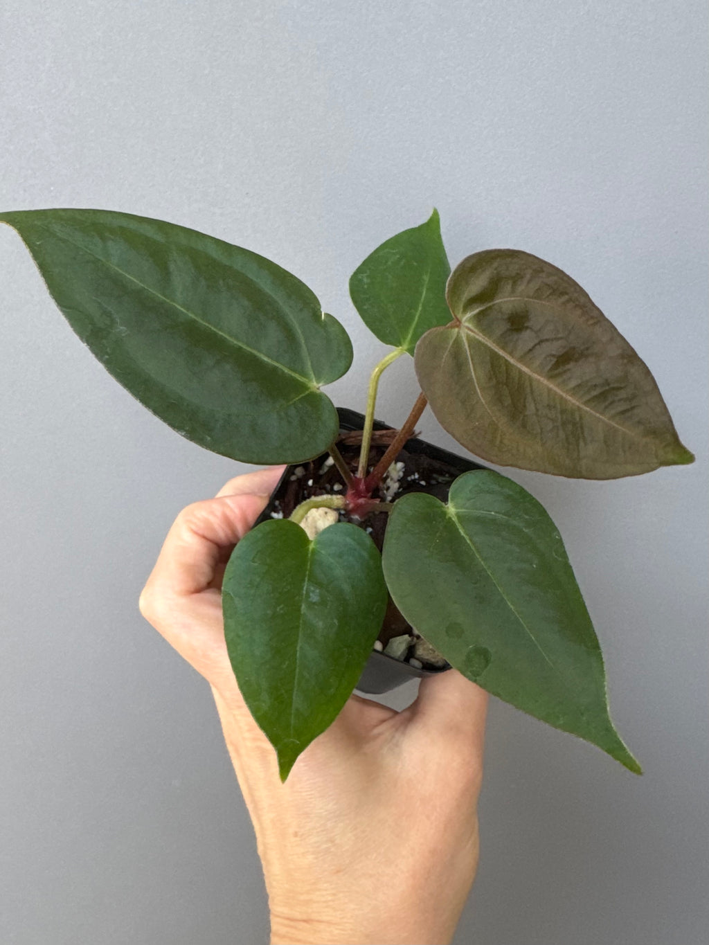 Anthurium (PapillilaminumX x (KOS x Silver Blush)) X (NSE Red Crystallinum x carlablackiae)