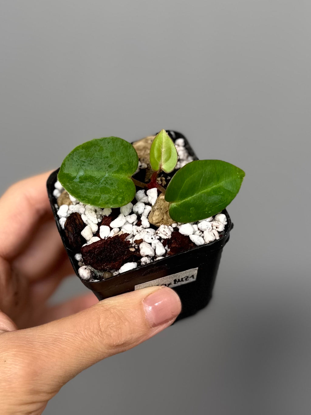 Anthurium carlablackiae RA10 x BUZ1