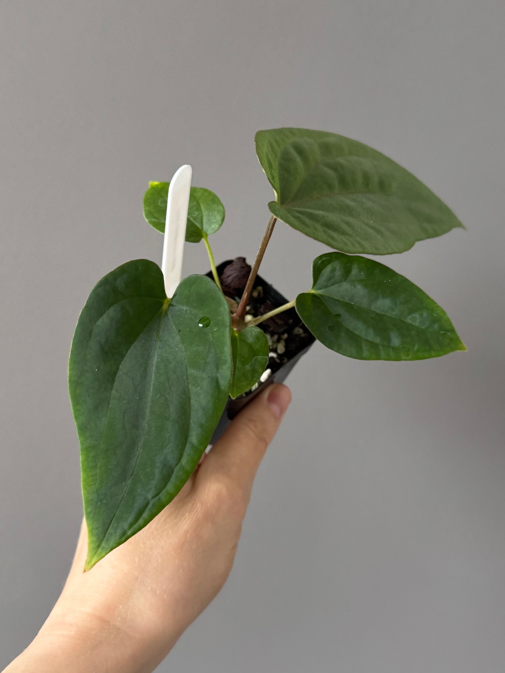 Anthurium (BVEP x Kuna) x (BVEP RxF x F) by thelonelysanctuary
