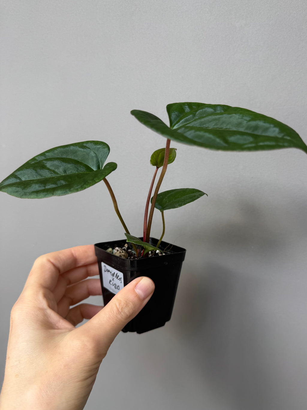 (Papillilaminum Daniel x Besseae aff.) X RVDP