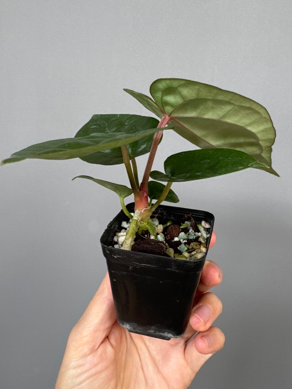 Anthurium ZxM x luxurians
