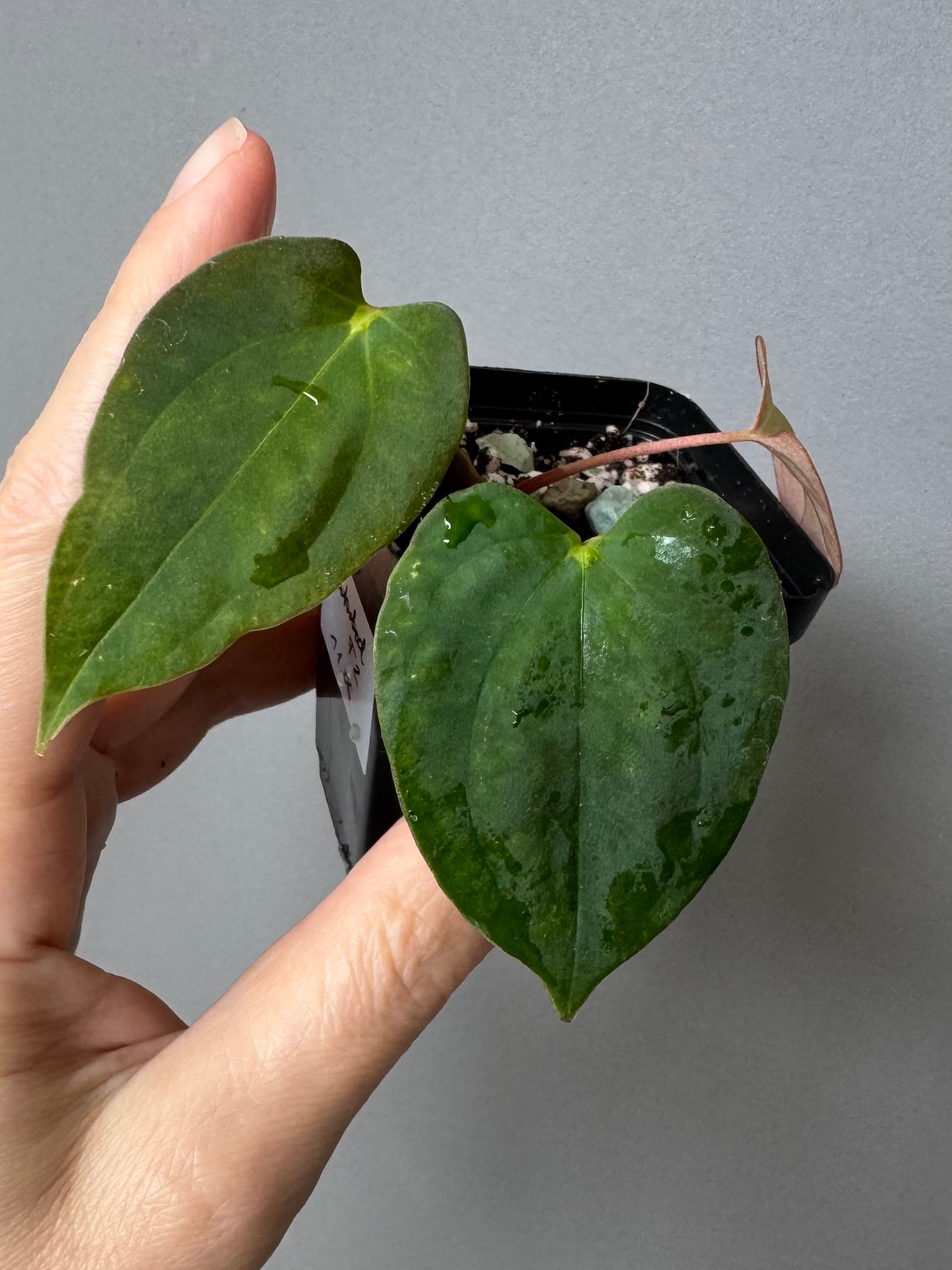 Anthurium Papillilaminum Gatorbod F2