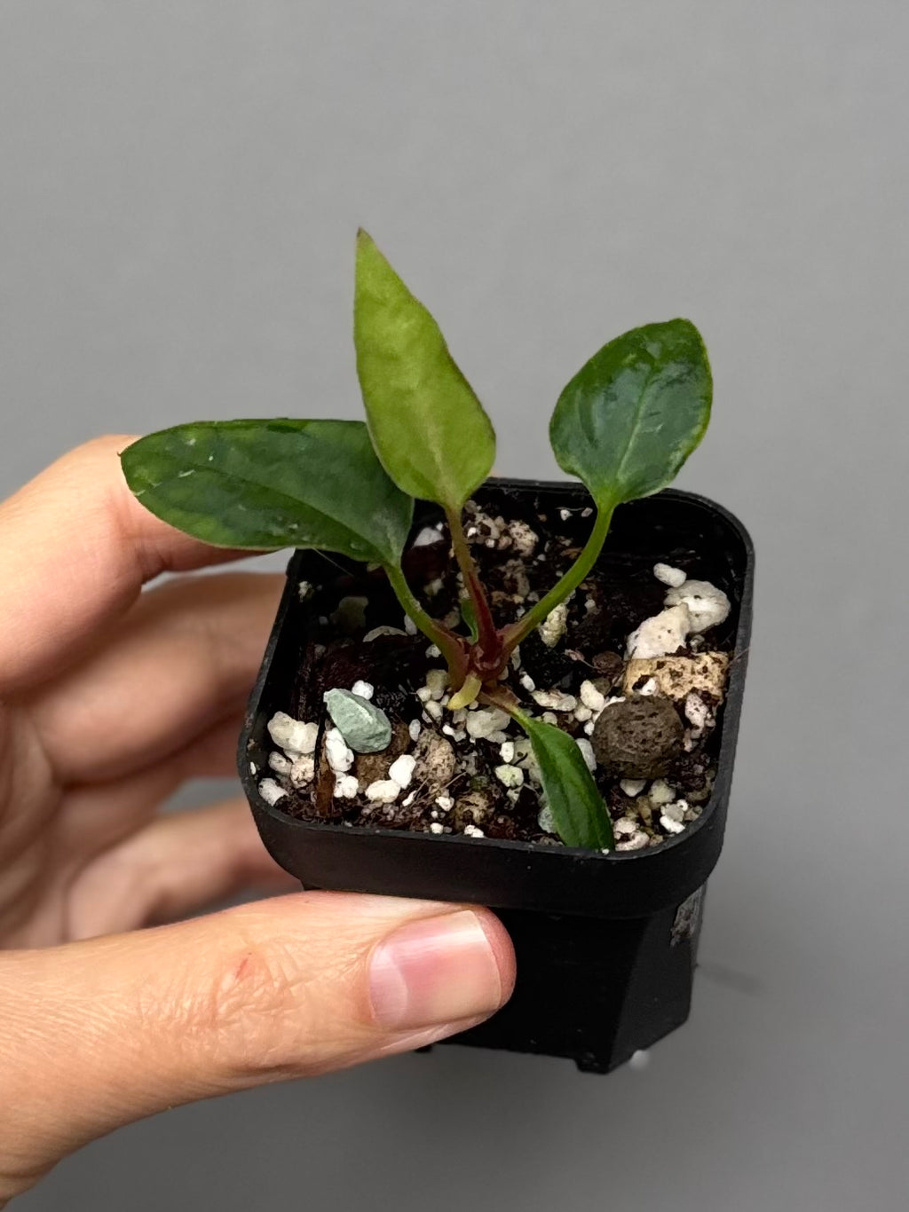 Anthurium ((magnificum x crystallinum) x NoID) X Papillilaminum - Mutation 3