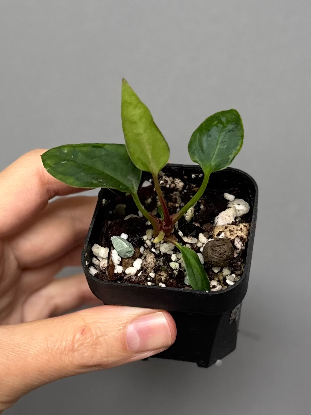 Anthurium ((magnificum x crystallinum) x NoID) X Papillilaminum - Mutation 3