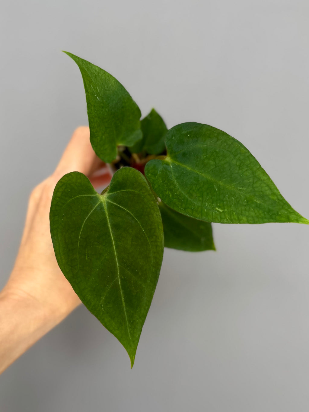 Anthurium ((magnificum x crystallinum) x NoID) x Papillilaminum