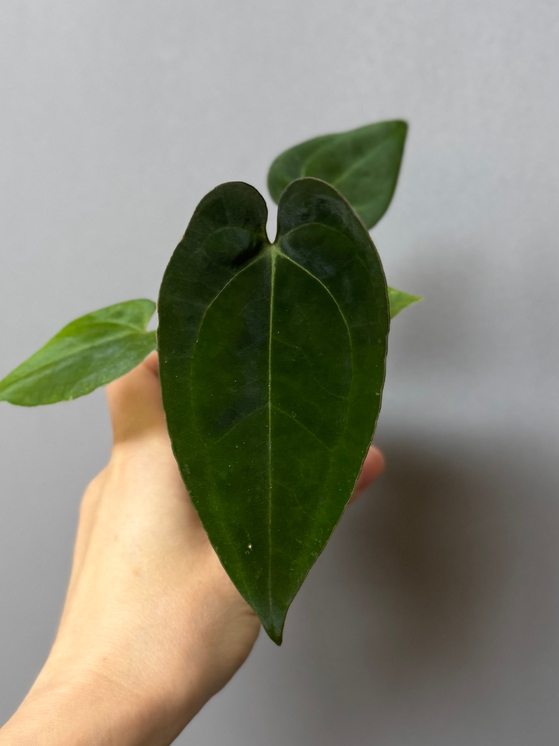 Anthurium crystallinum x papillilaminum