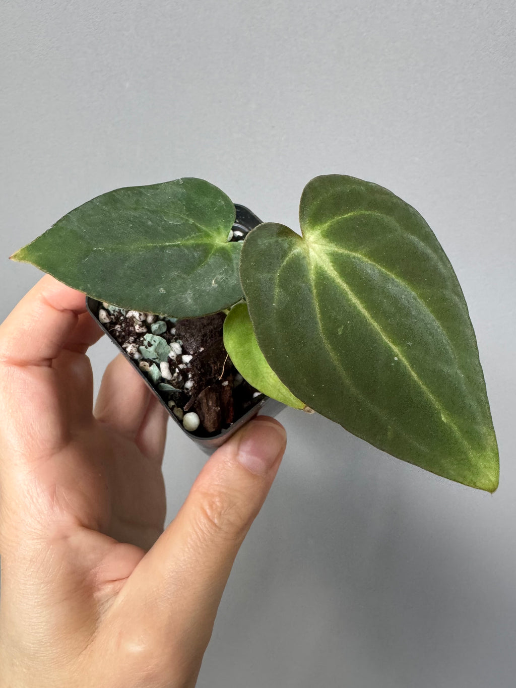 Anthurium ((RG Dressleri x Carlablackiae)xBVEP) X Carlablackiae C1