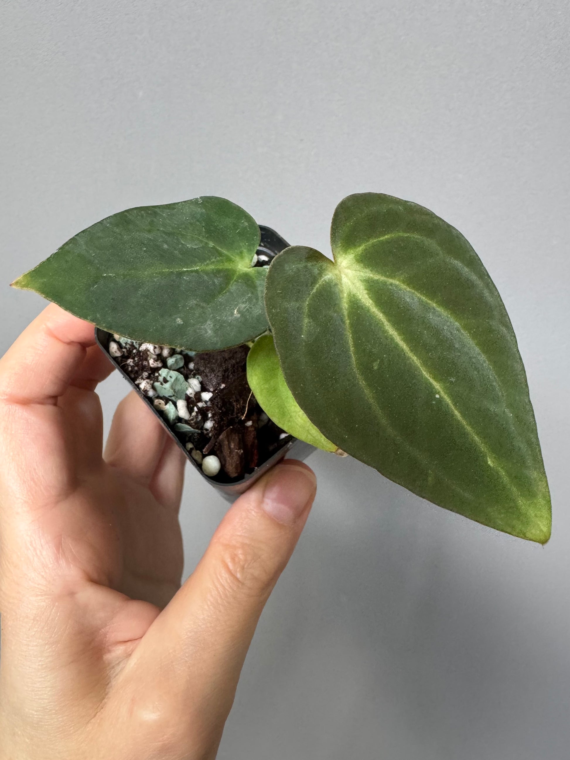 Anthurium ((RG Dressleri x Carlablackiae)xBVEP) X Carlablackiae C1