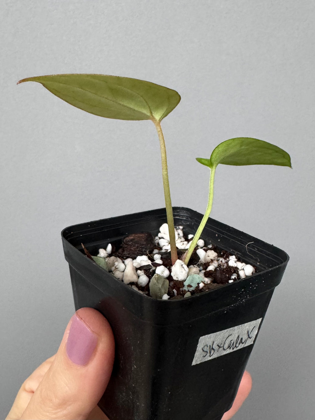 Anthurium Silver Blush x NSE CarlablackiaeX