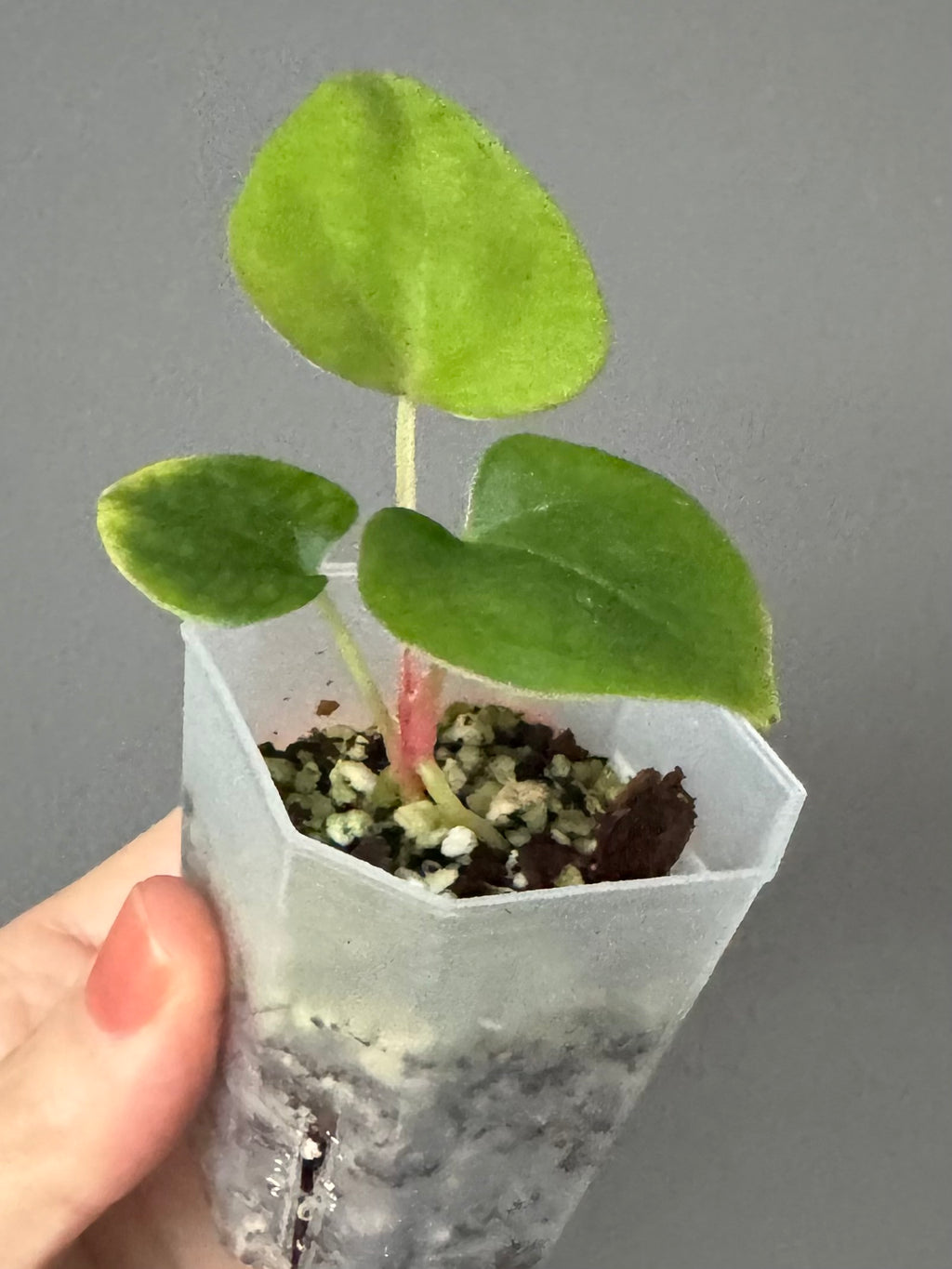 Papillilaminum K1xT5 #1