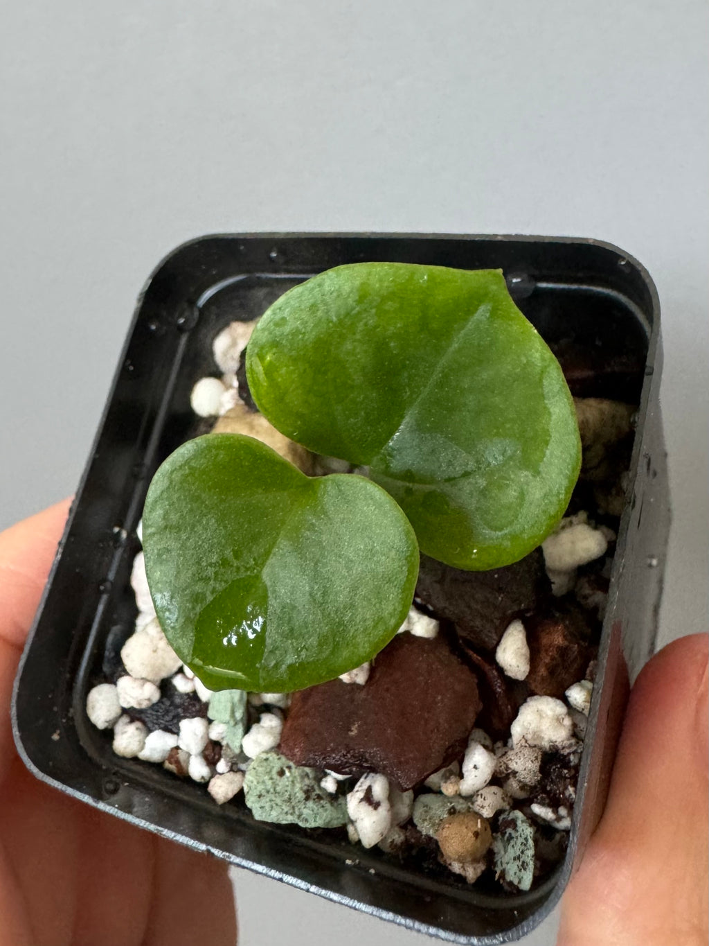 Anthurium ((Midnight Velvet x Red Studd) x NSE CarlaX) x diabloense (seedling #1)