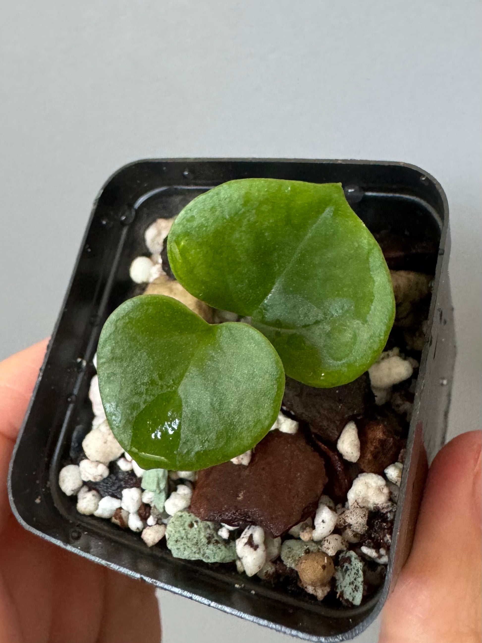 Anthurium ((Midnight Velvet x Red Studd) x NSE CarlaX) x diabloense (seedling #1)
