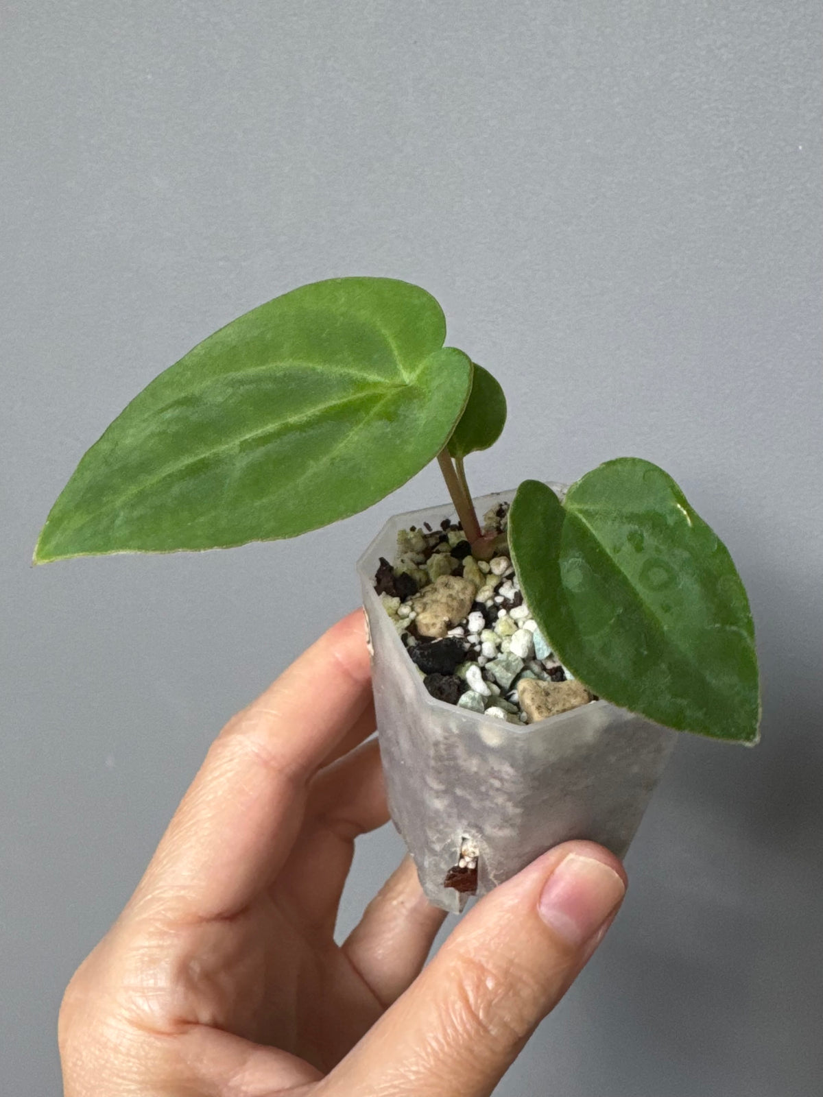 Anthurium carlablackiae RA13 x BVEP OG1 (#2)