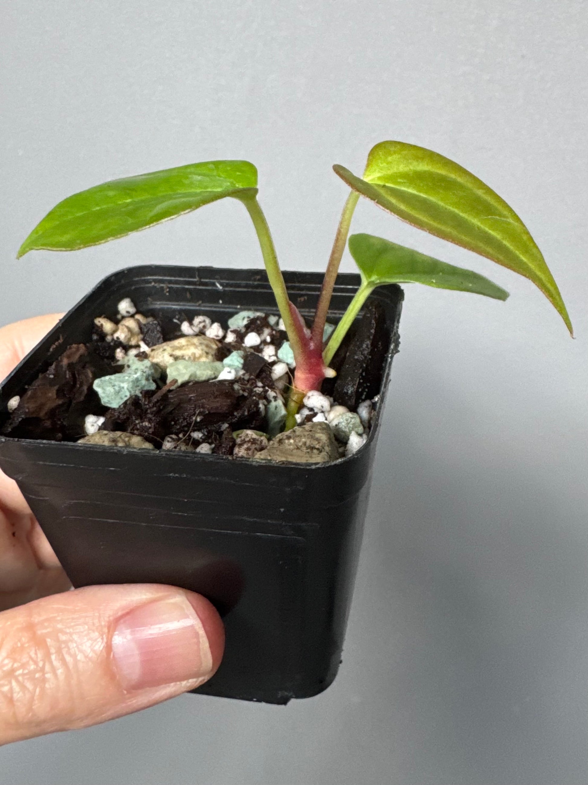 Anthurium Papillilaminum Hybrid xself