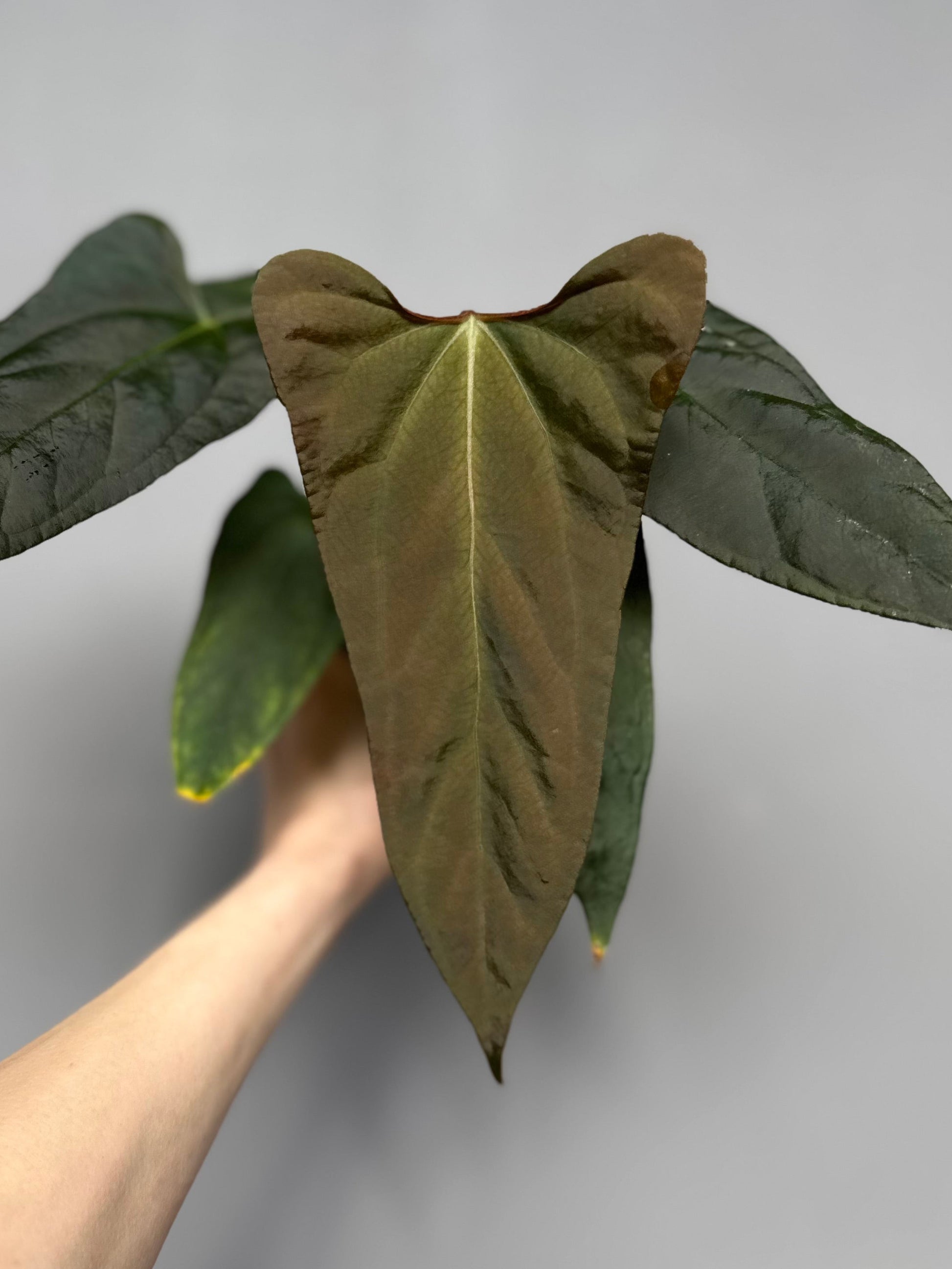 Anthurium portillae (NSE x Dorito) by max_aroids