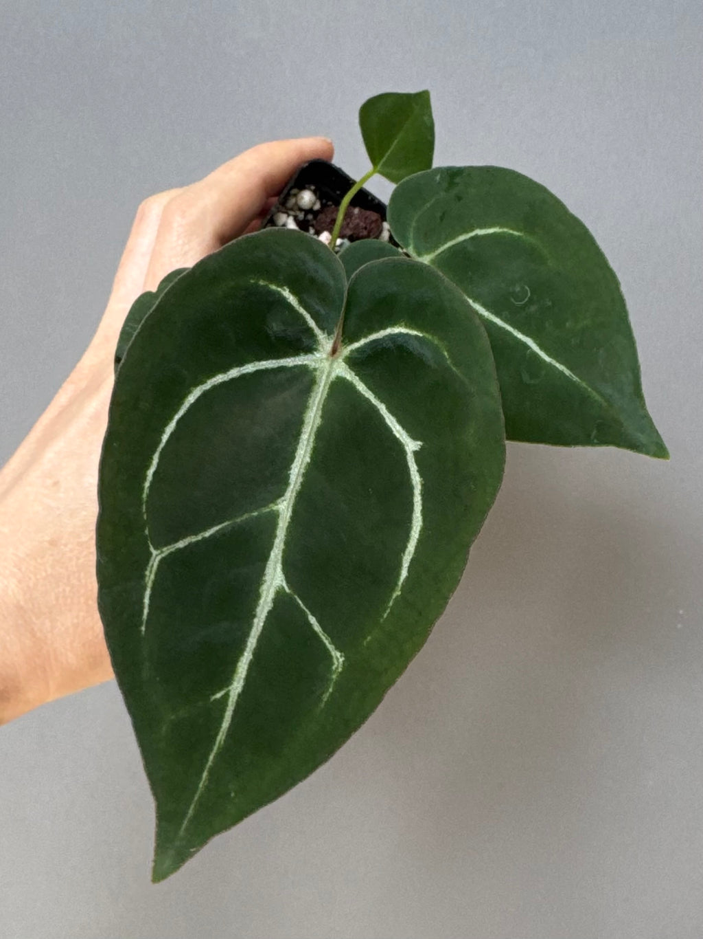 Anthurium crystallinum x (NSE Red Crystallinum x Carlablackiae)