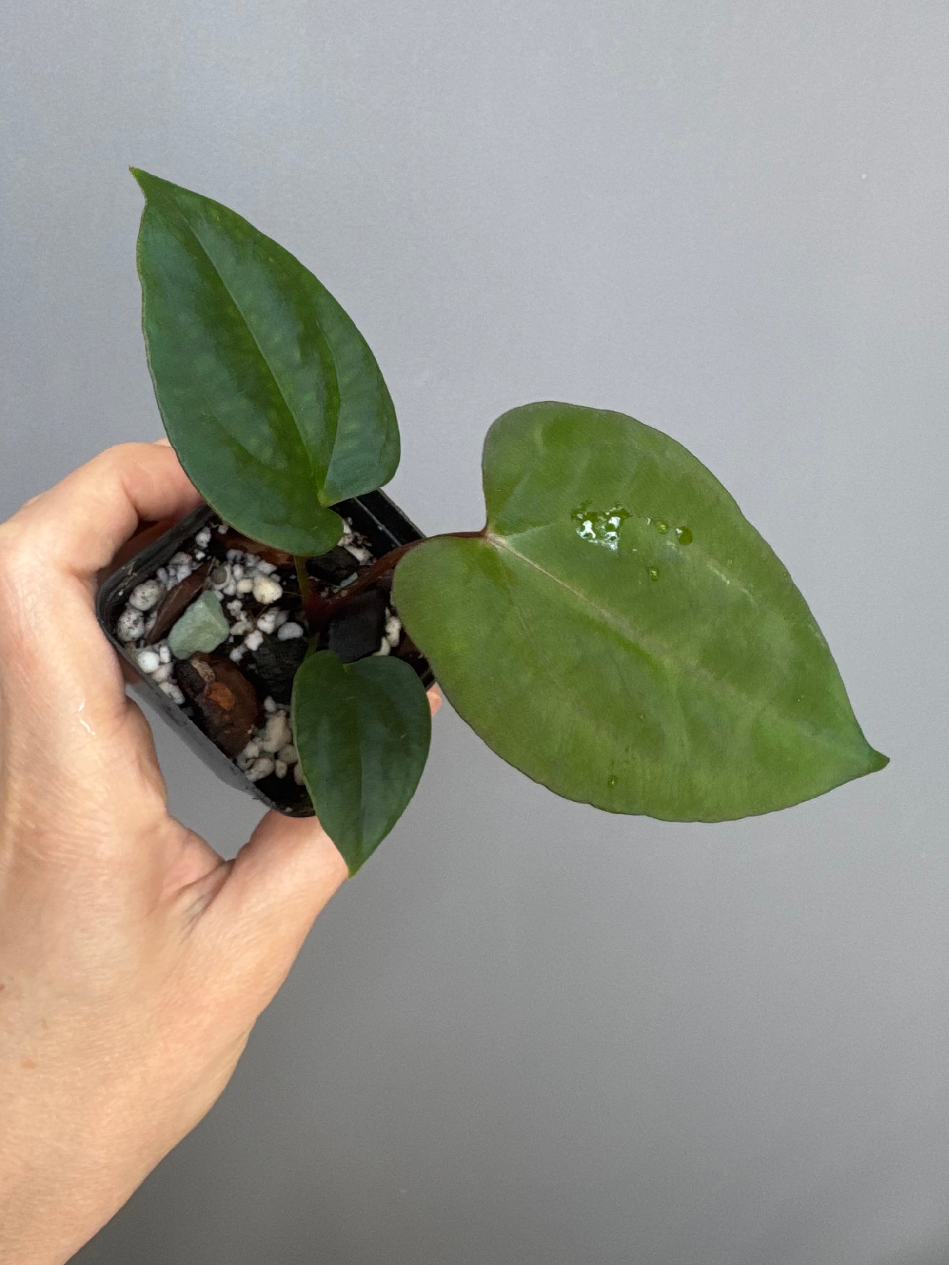 (Papillilaminum Daniel x Besseae aff.) X RVDP