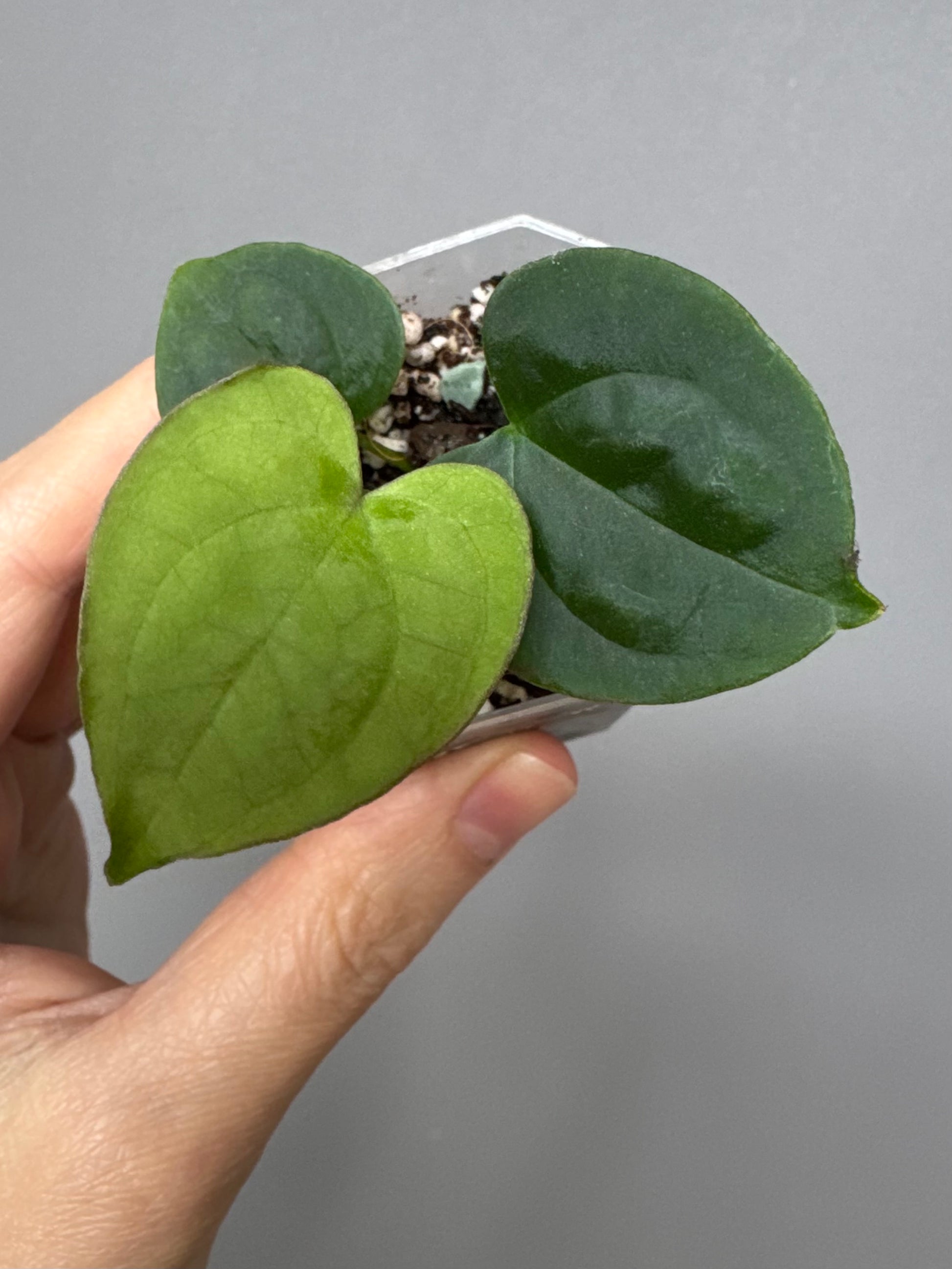 Anthurium Besseae aff. x RVDP