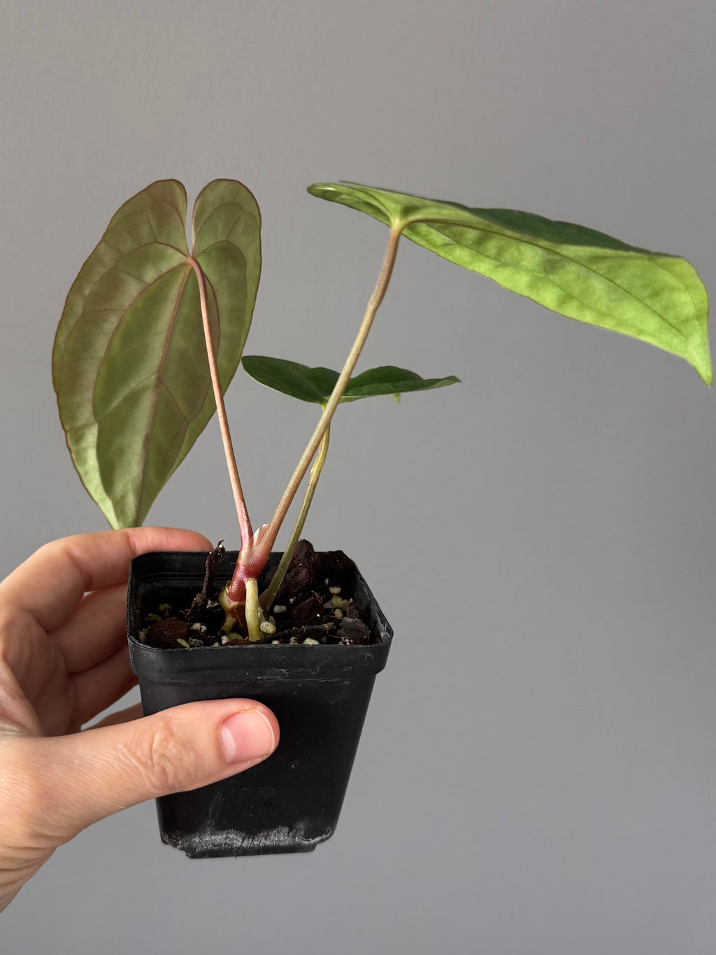 Anthurium Besseae aff. x Papillilaminum