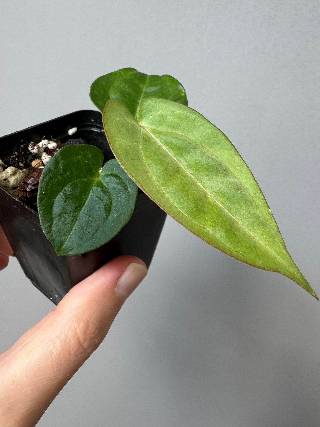 Anthurium ((RG DressleriCarla Amanda) x BVEP)) x Carla 5x10