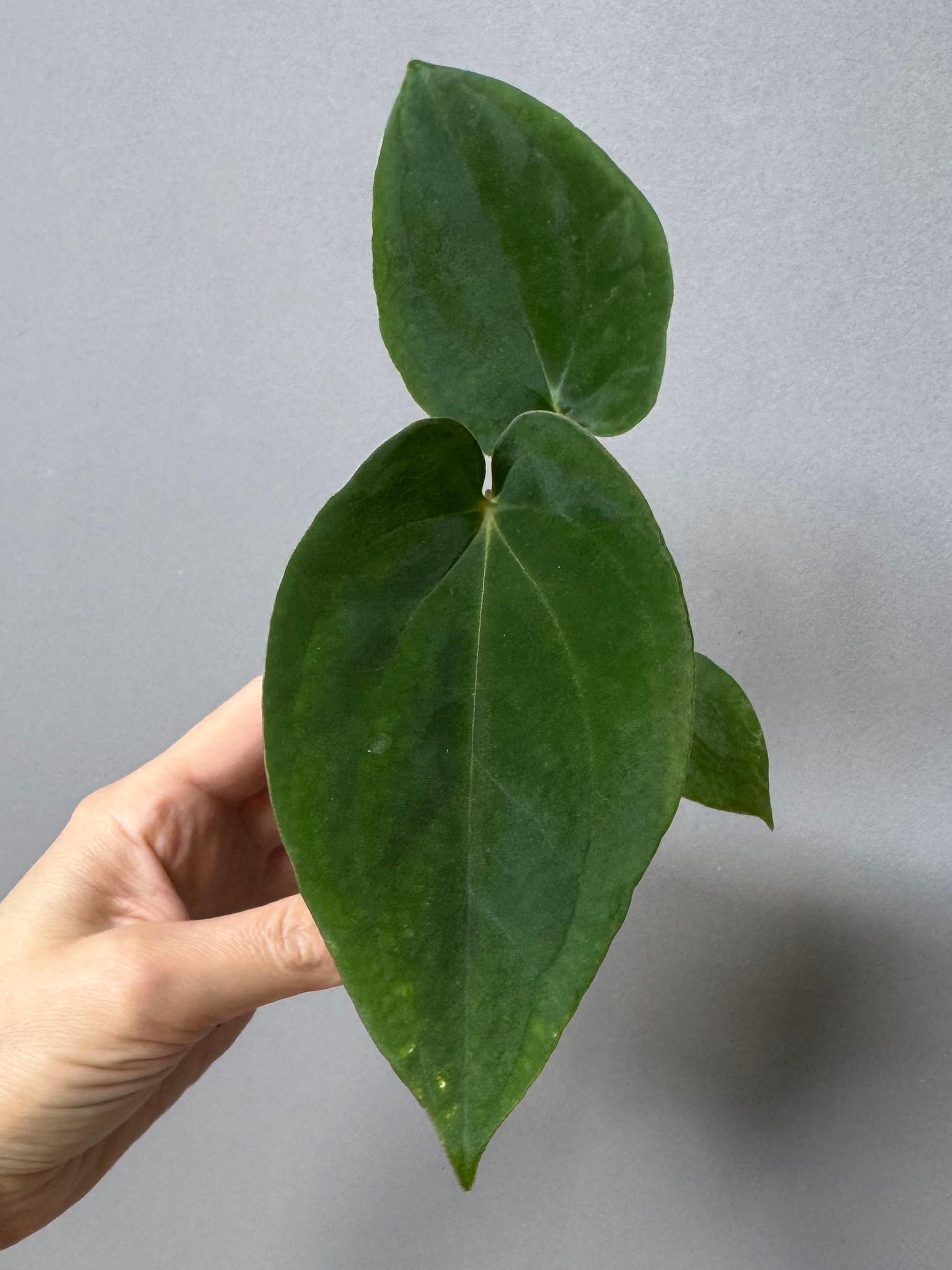 Anthurium (BVEP x portillae ‚Dorito‘) X papillilaminum H1 (by 4aroids)