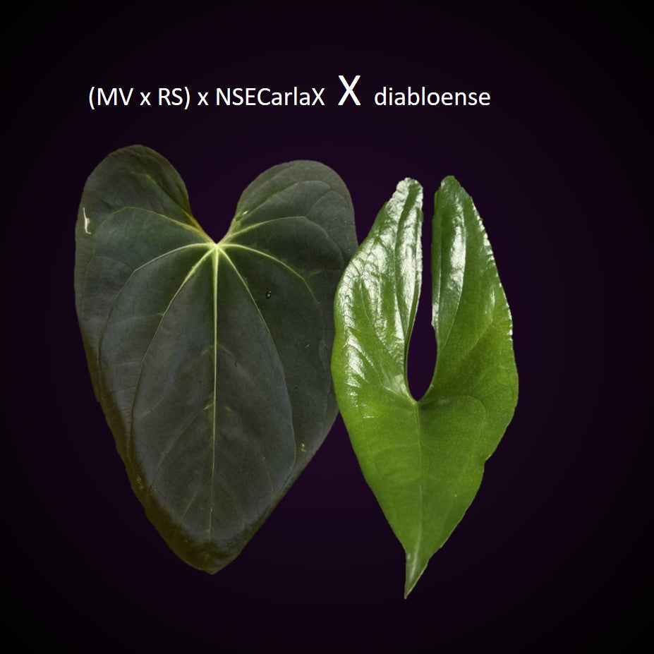 Anthurium ((Midnight Velvet x Red Studd) x NSE CarlaX) x diabloense (seedling #1)