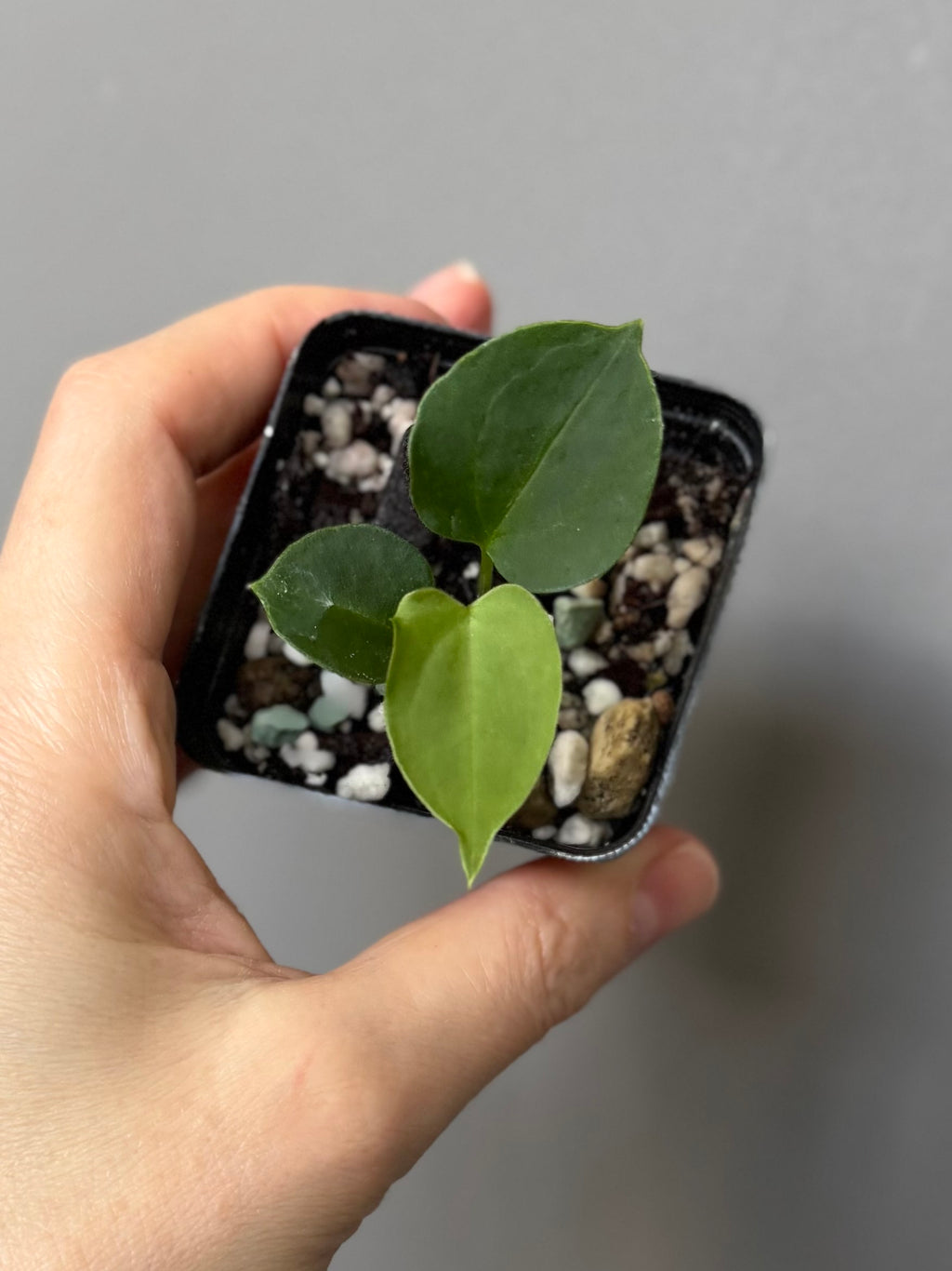 Anthurium papillilaminum x Darkest Panama (#2)