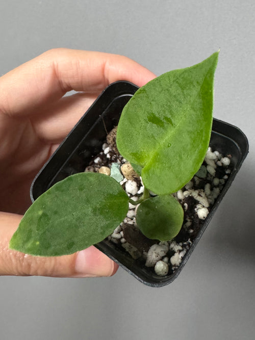 (Papillilaminum Daniel x Besseae aff.) x warocqueanum (seedling 1)