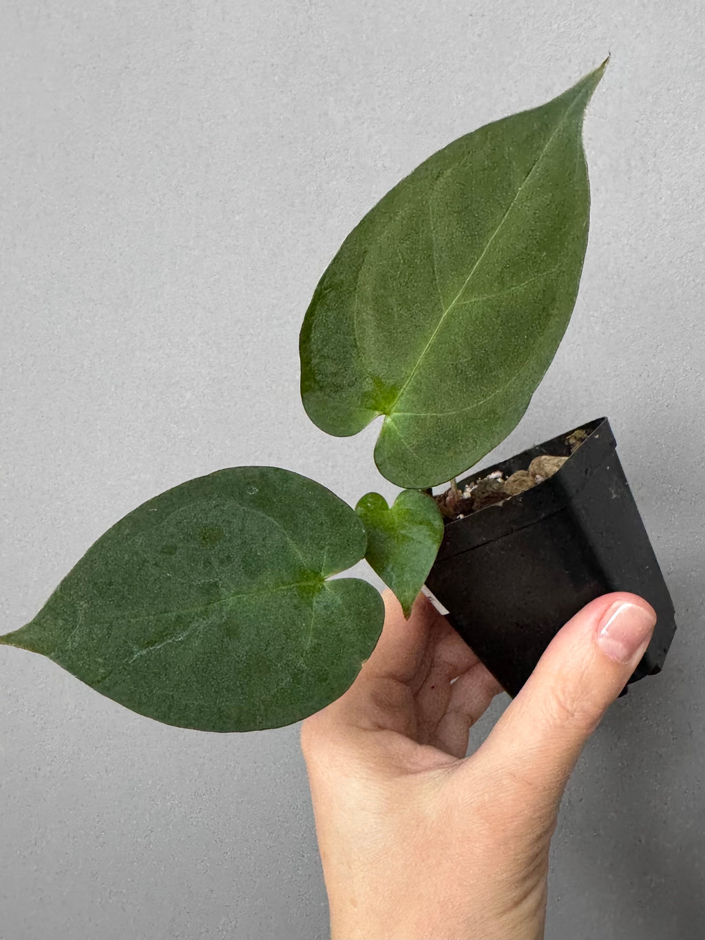 Anthurium (MagCrystal x NoID) x Papillilaminum