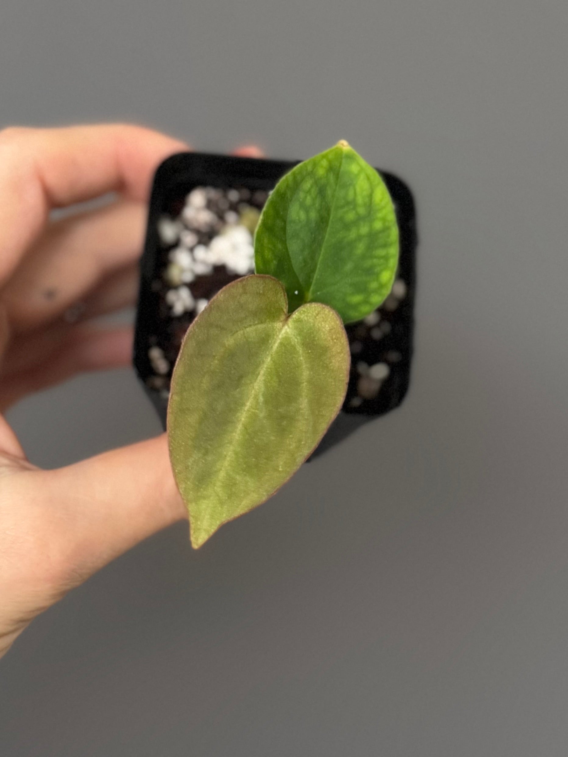 Anthurium magnificum x BVEP OG1 (#1)