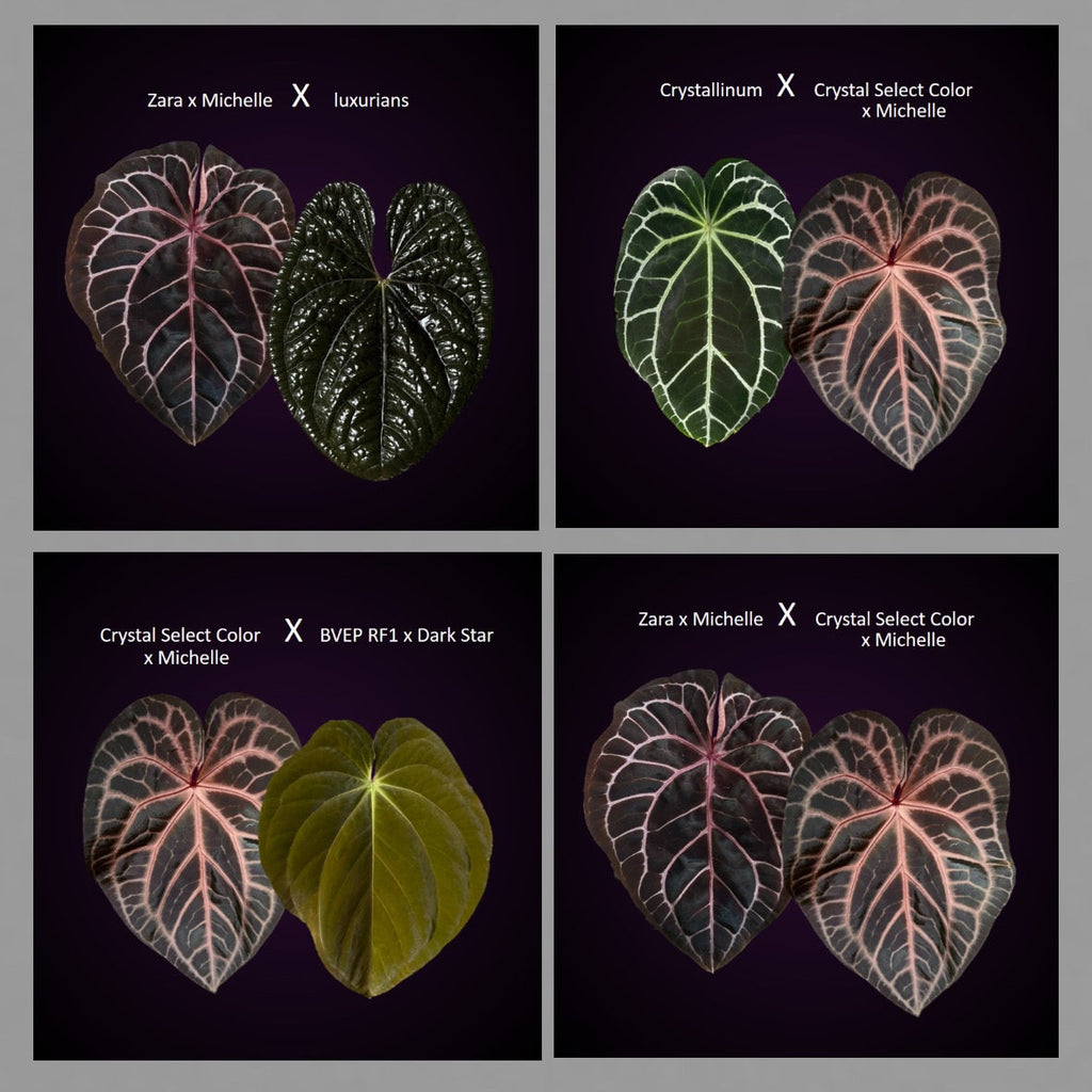 *Birthday SPECIAL* Anthurium Red Crystallinum Hybrid Set