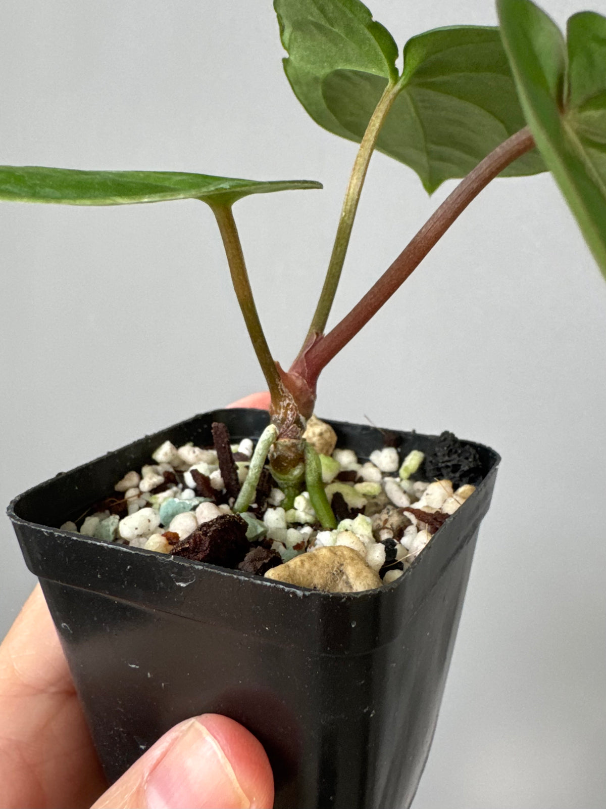 Anthurium Papillilaminum ‚Gatorbod‘ x (RGdressCarla x BVEP)