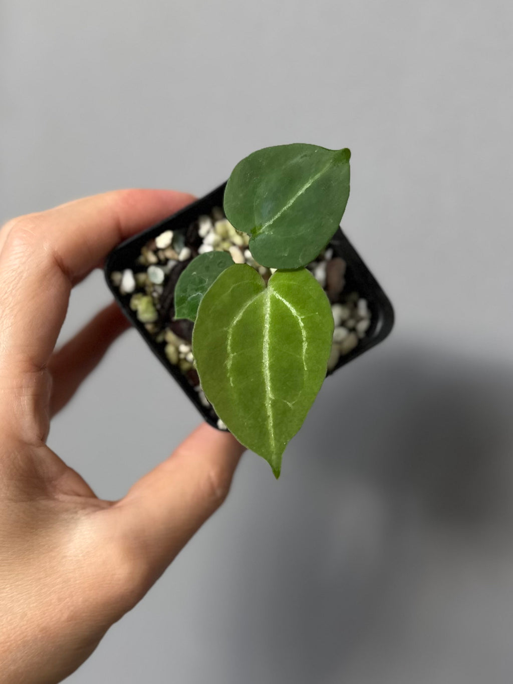 Anthurium Crystallinum x (Crystal Select Color x Michelle)