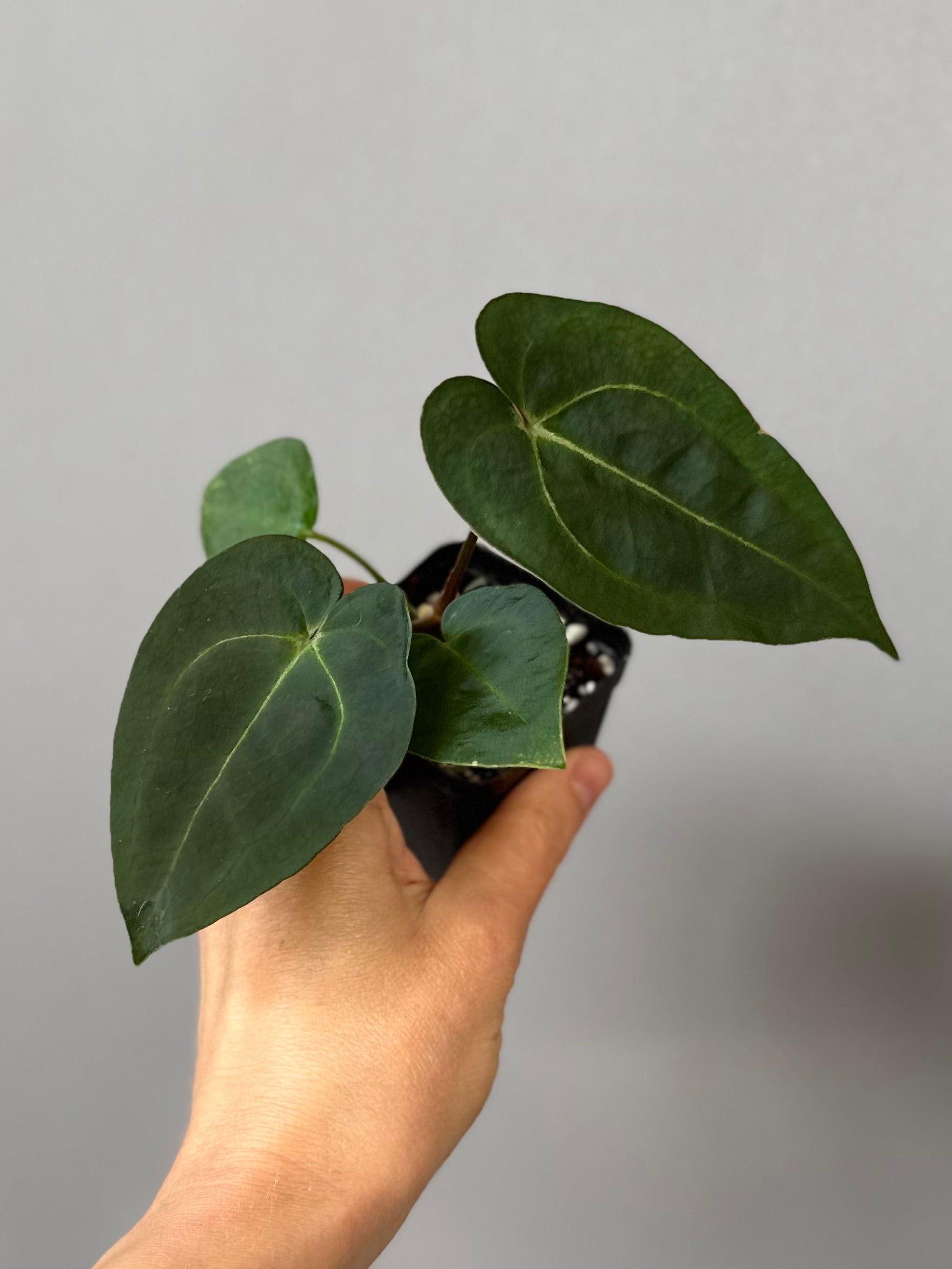 Anthurium (AOS x forgetii) x (NSE Red Crystallinum x Carlablackiae