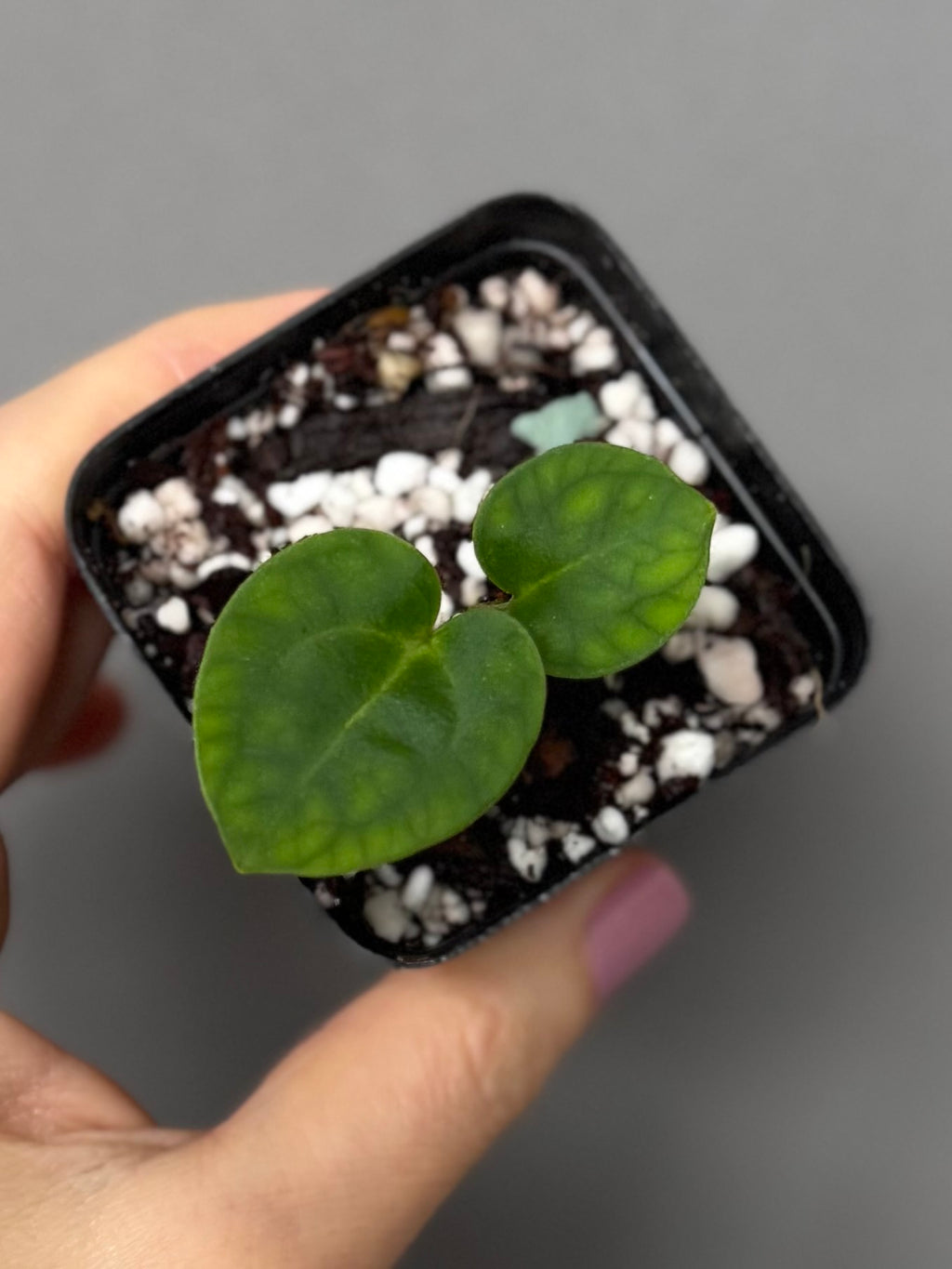 Anthurium (Complex HU hybrid) x NSE Carlablackiae