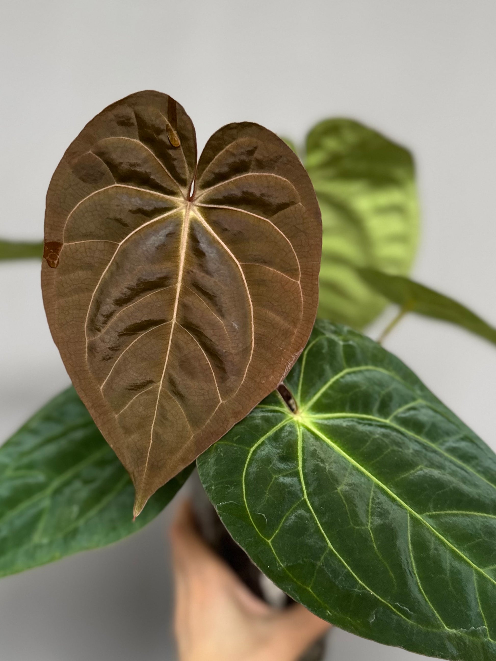 Anthurium NSE Carlablackiae x kunayalense (clone #1)