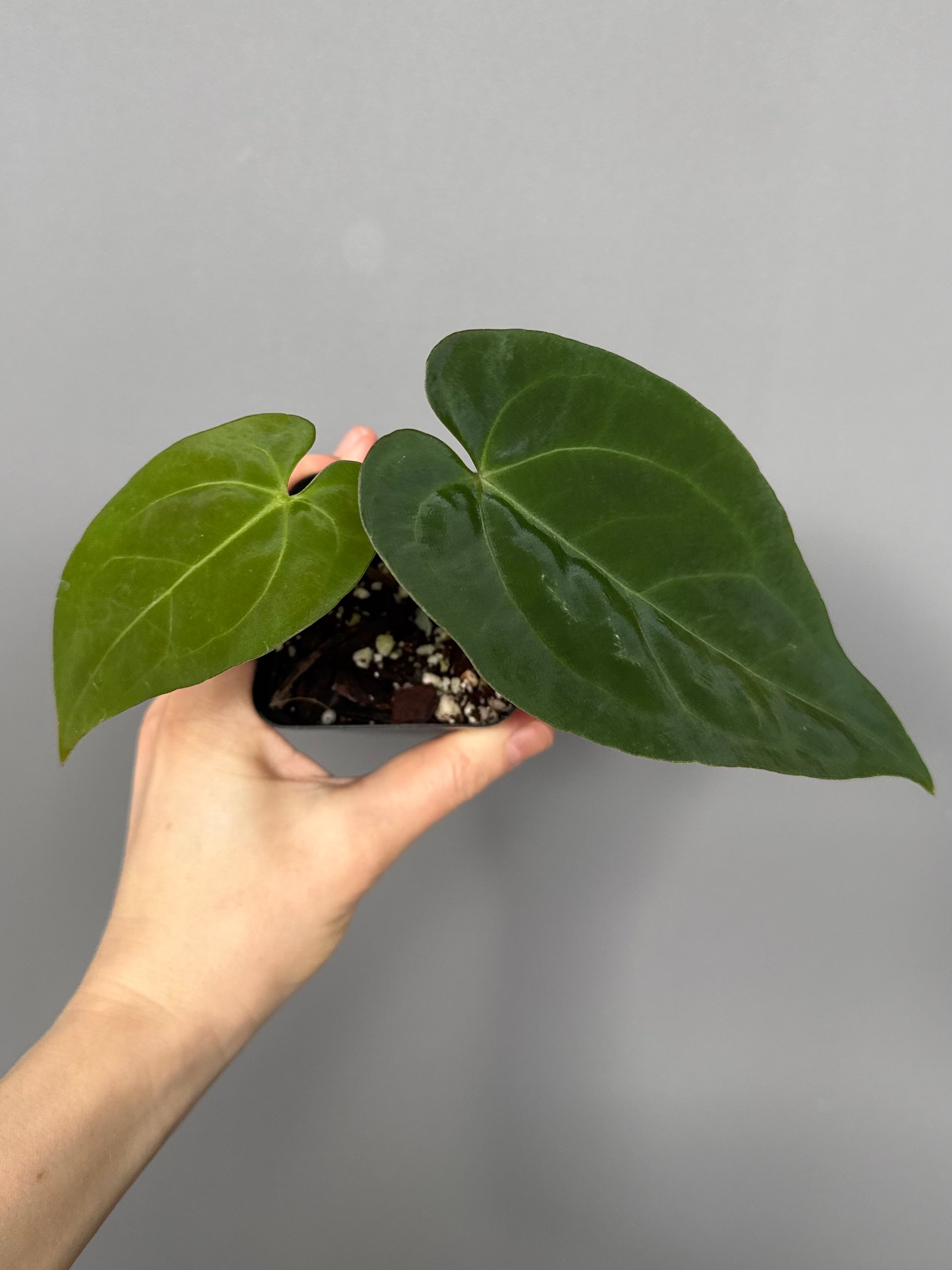 Anthurium magnificum x papillilaminum