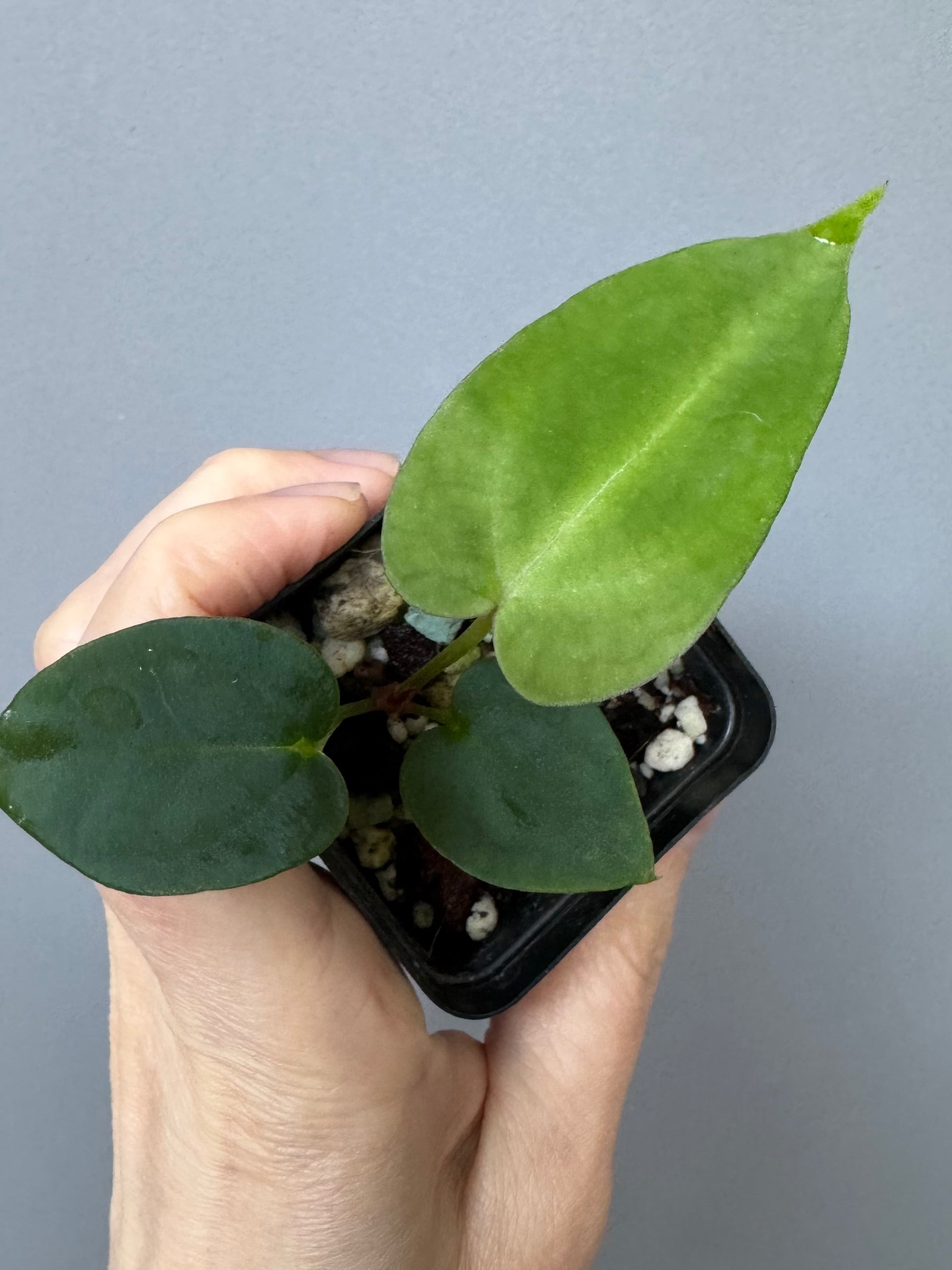 Anthurium (NoID x papi Indo) x (DHxRVC)