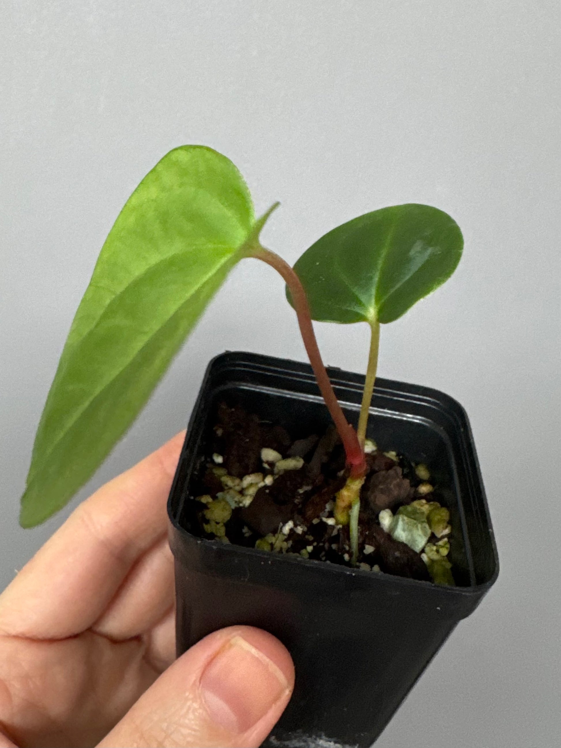 Anthurium papillilaminum x papillilaminum