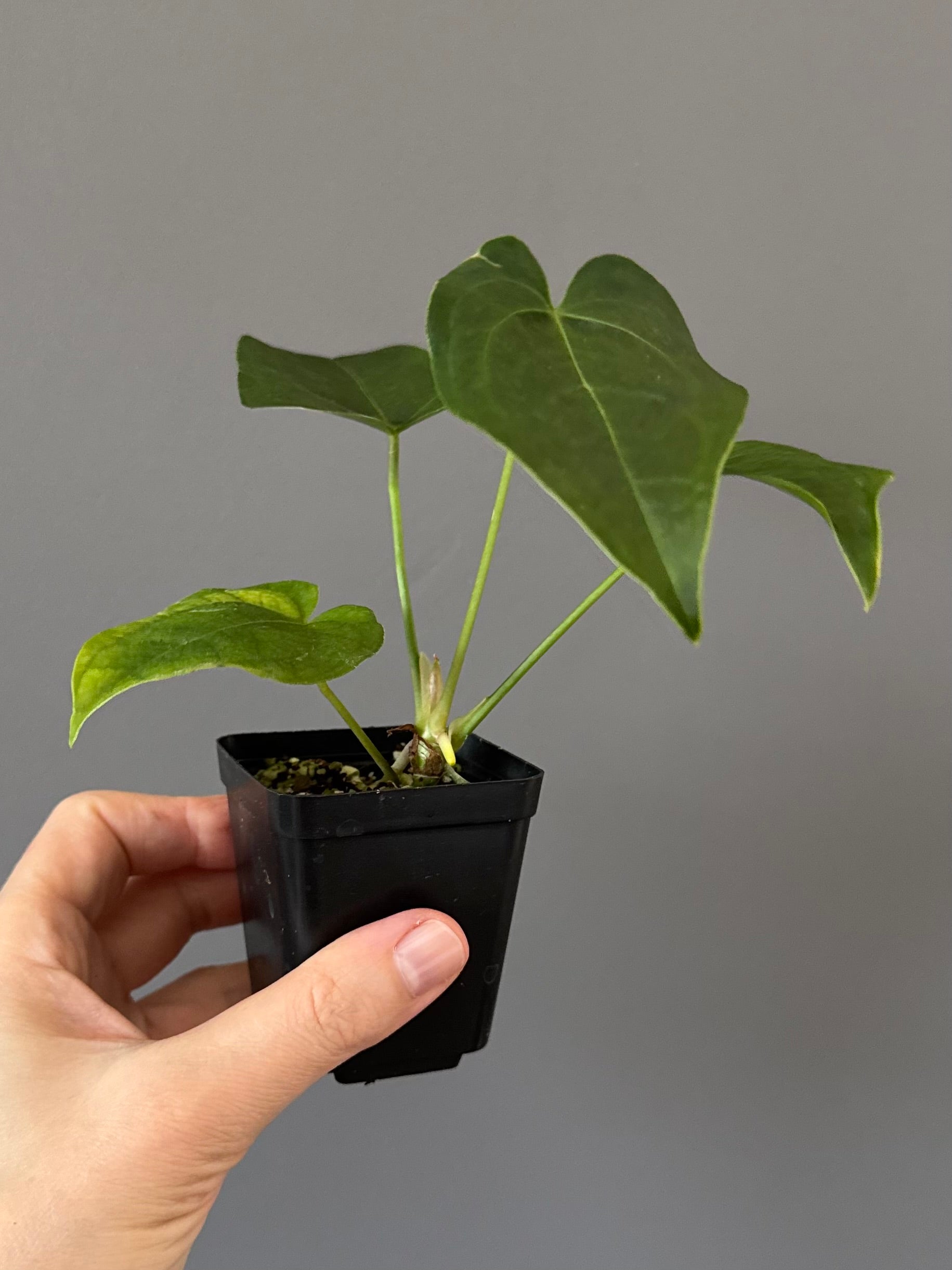 Anthurium Queen of Hearts x Besseae aff. OR forgetii (nordicplantdiary)