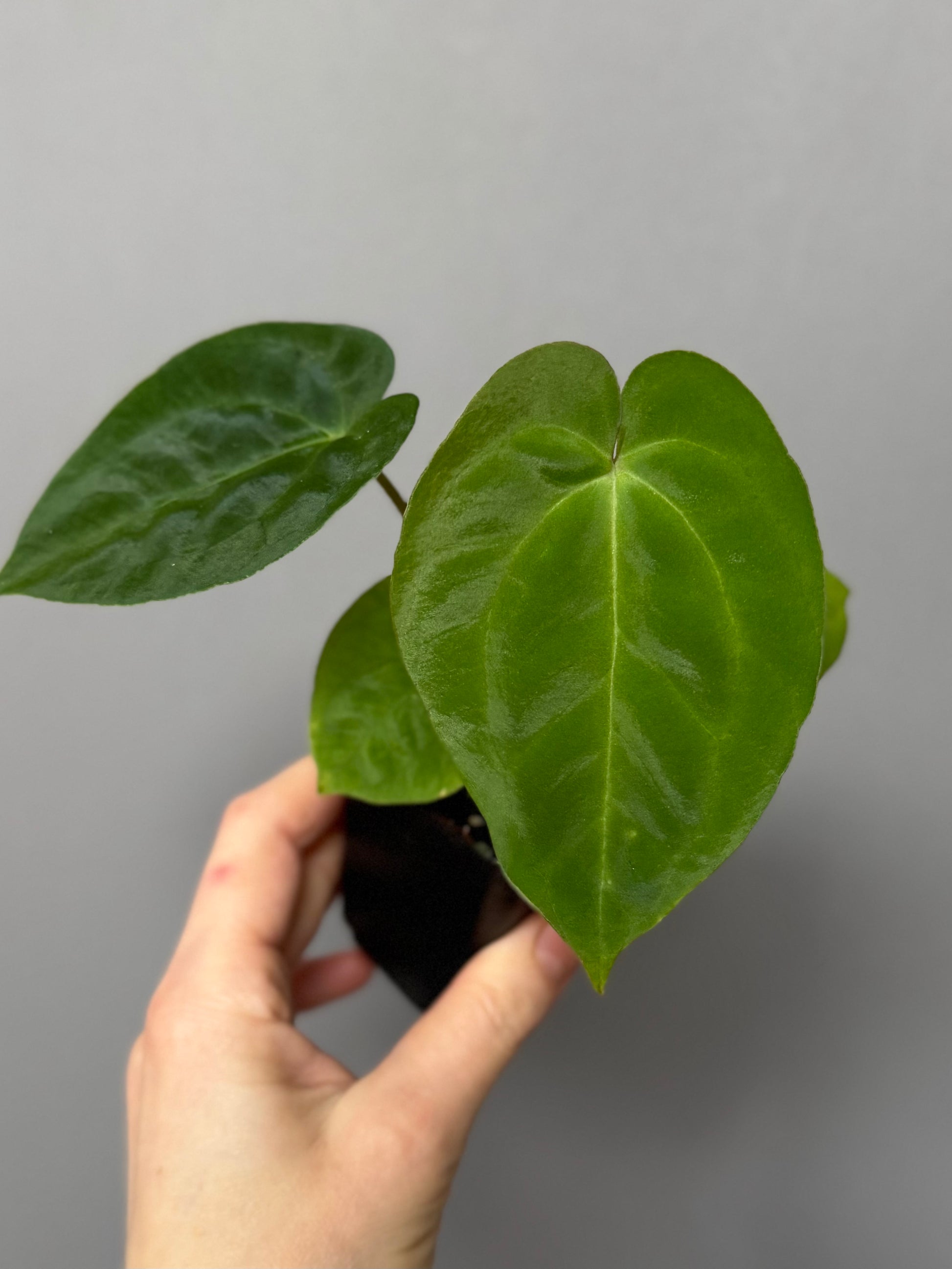 Anthurium Besseae aff. x Papillilaminum