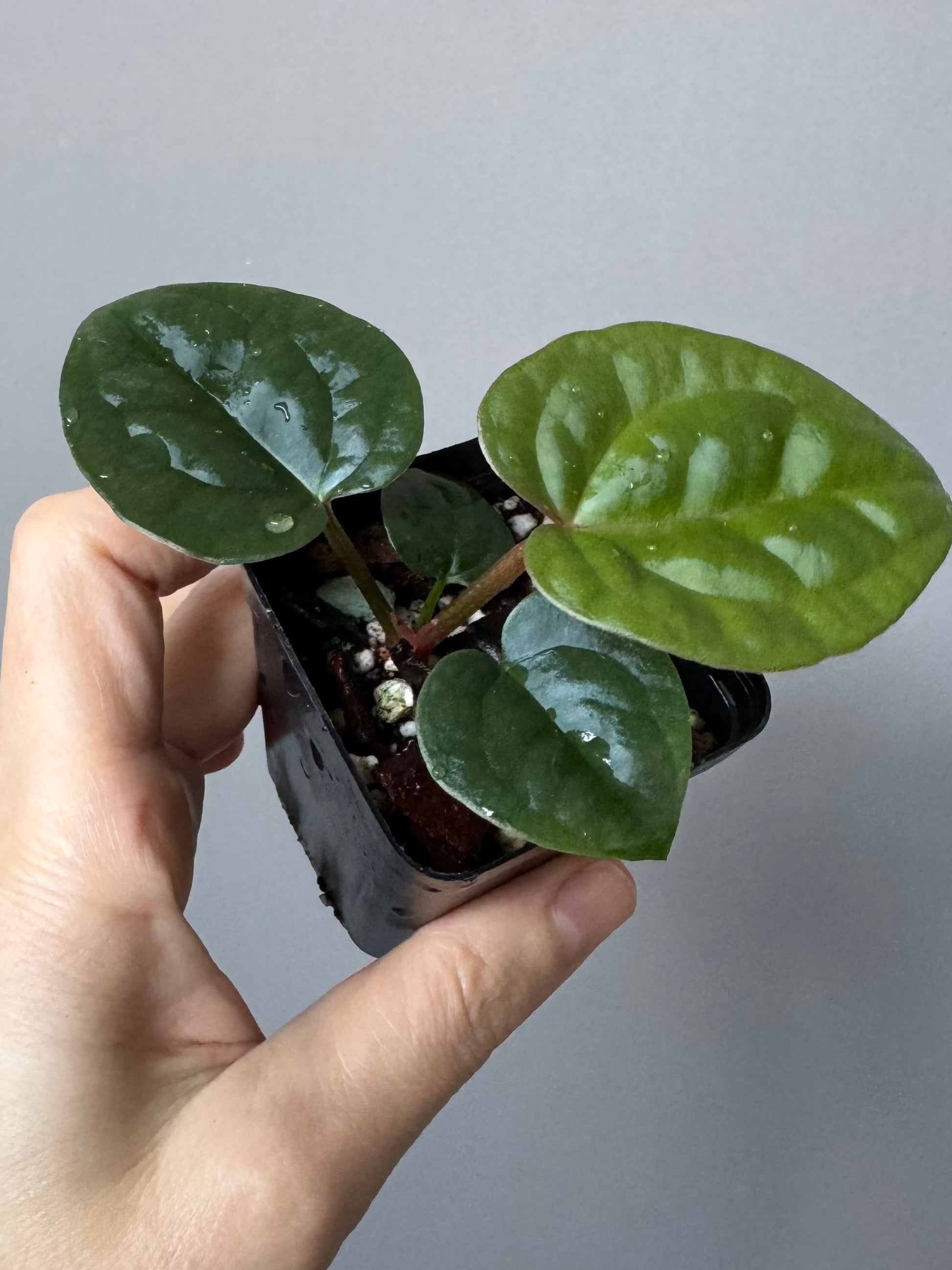 Anthurium ZxM x luxurians