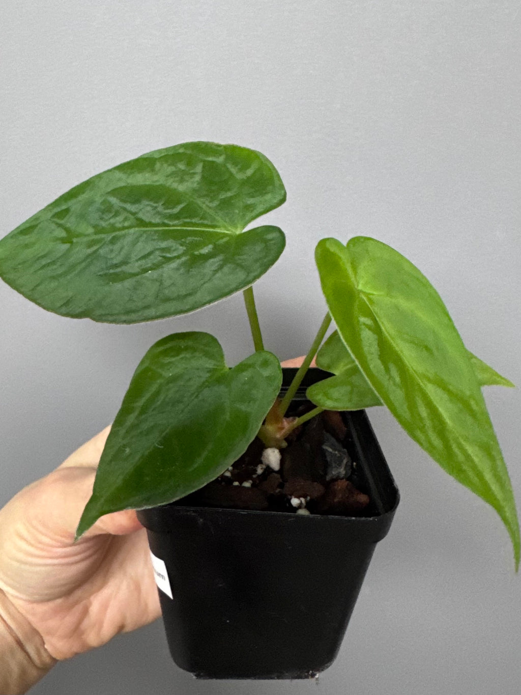 Anthurium magnificum x papillilaminum
