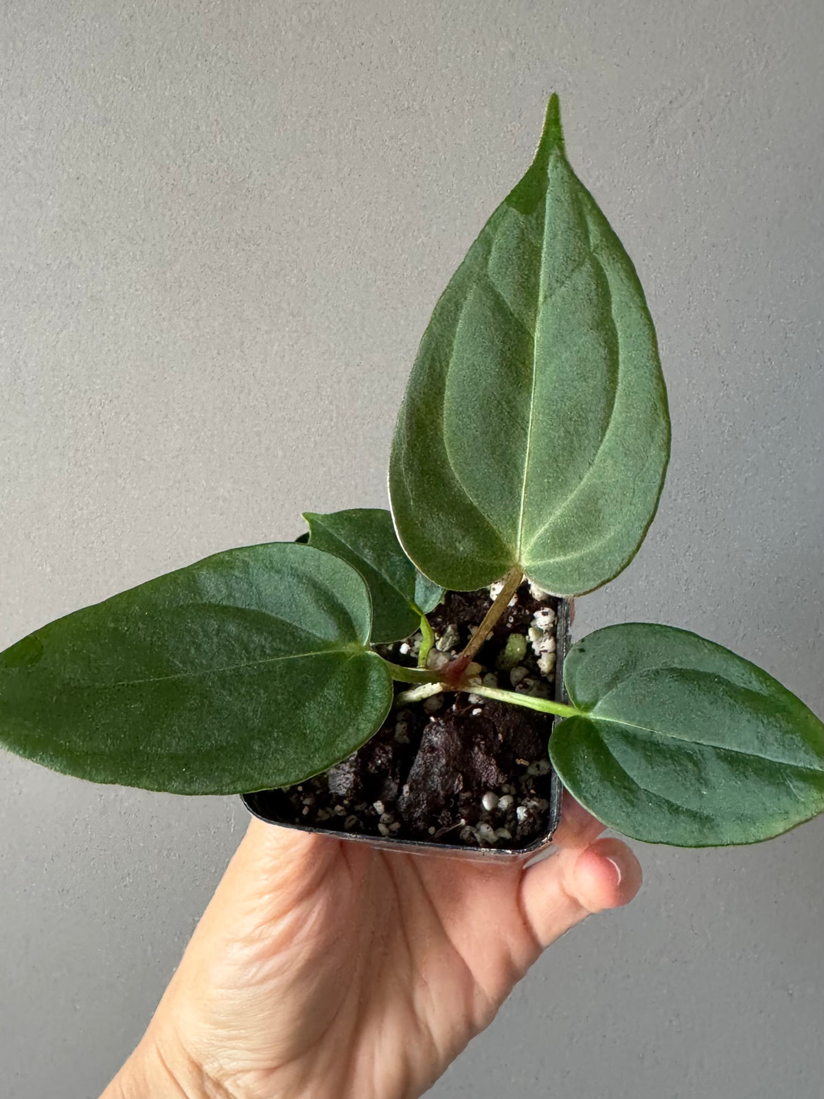 Anthurium PapillilaminumX x (KOS x Silver Blush)