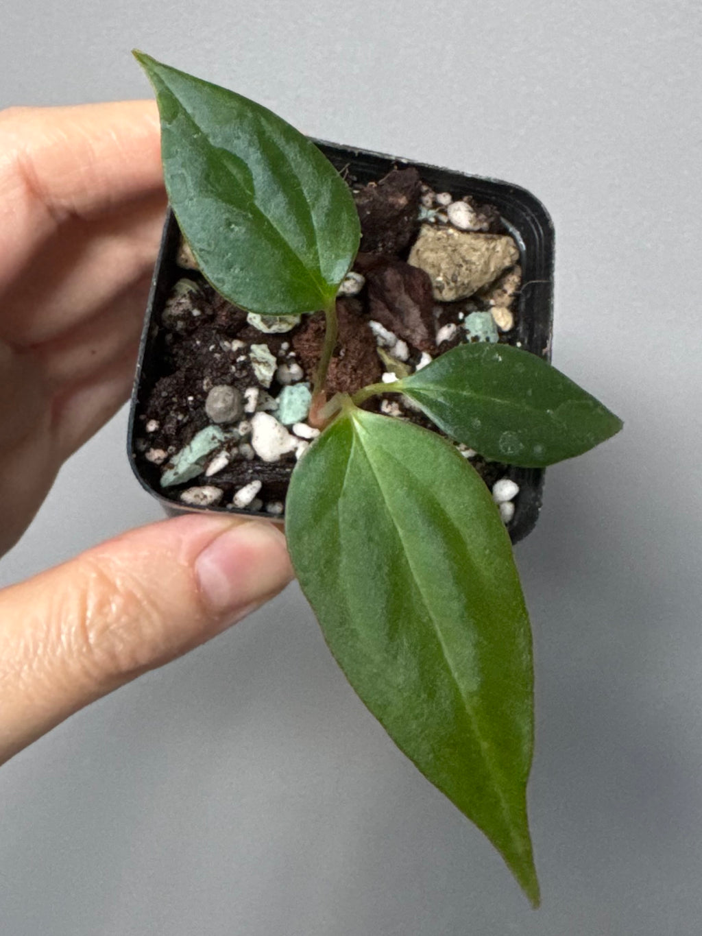 Anthurium Black War (Black Sweet x warocqueanum, von diamondplants_)