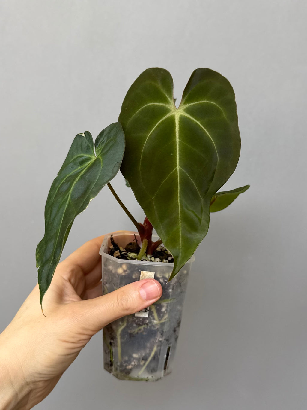 Anthurium Besseae aff. x Papillilaminum