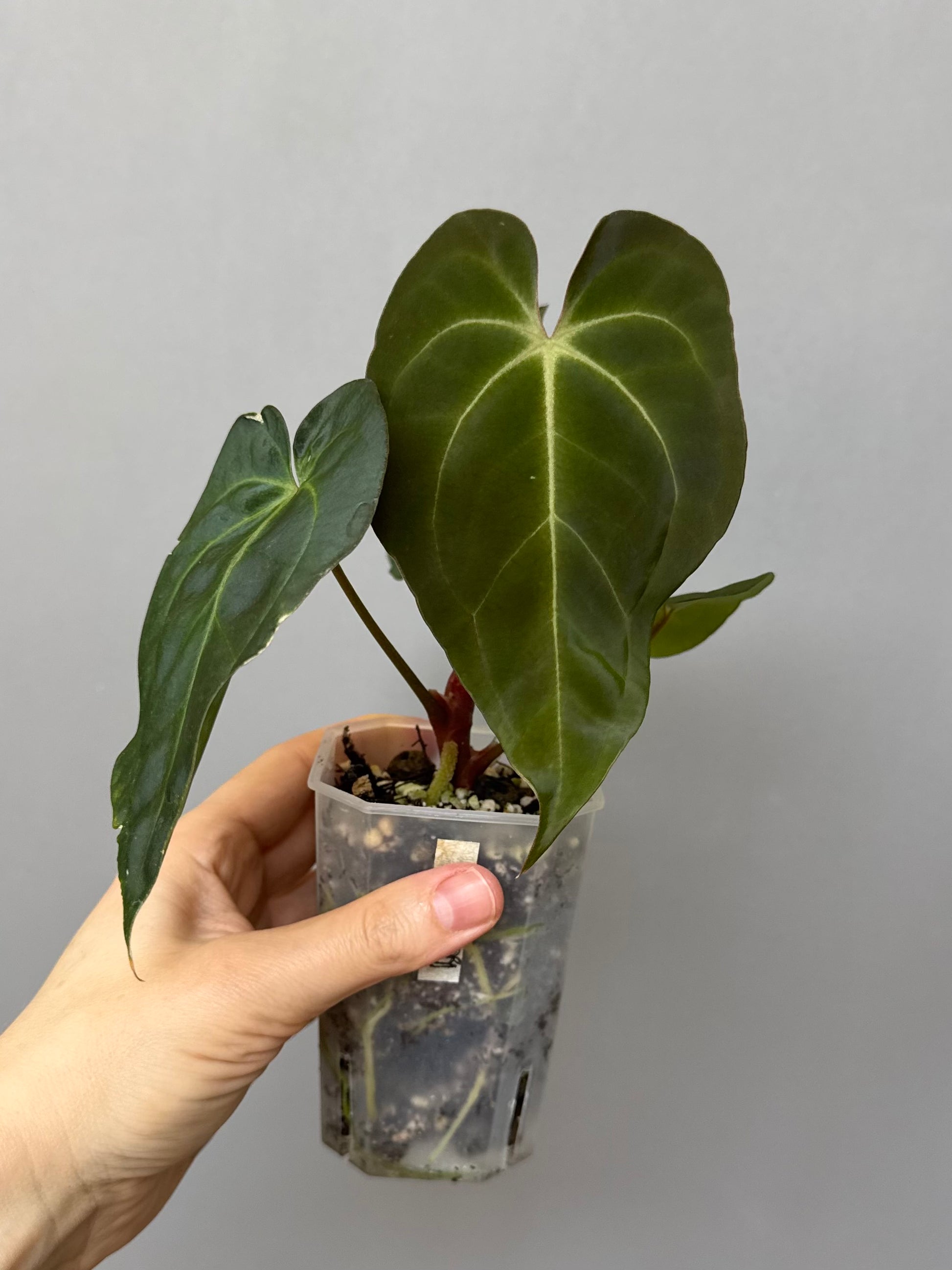 Anthurium Besseae aff. x Papillilaminum