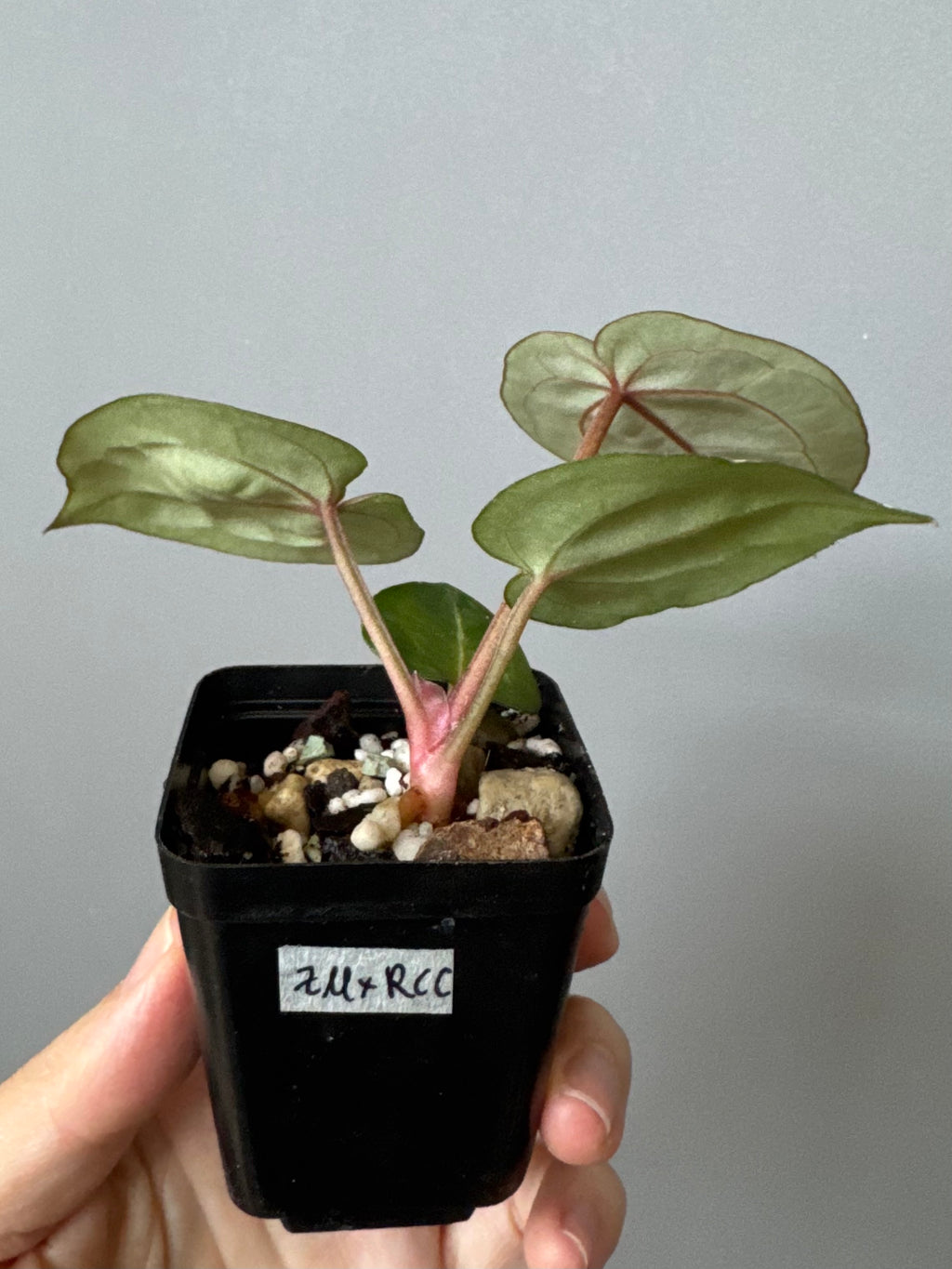 Anthurium (ZxM) x  (NSE Red Crystallinum x Carlablackiae)